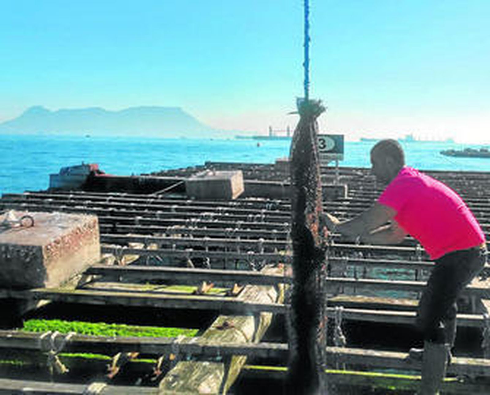 Un trabajador muestra una cuerda de una batea de Mejillones de Andalucía.