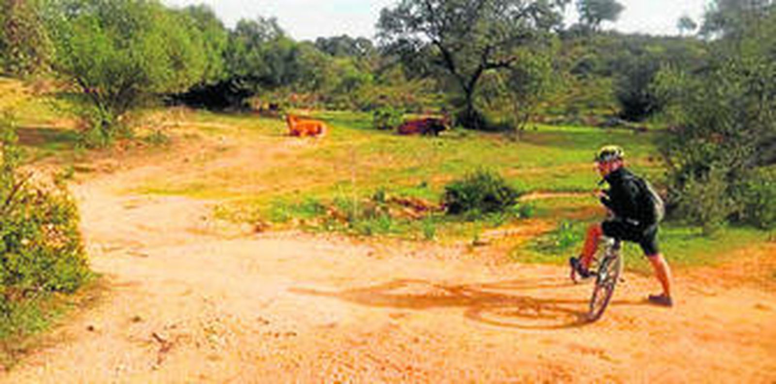 Una imagen de una ruta en bici por Guillena subidas a esta web.