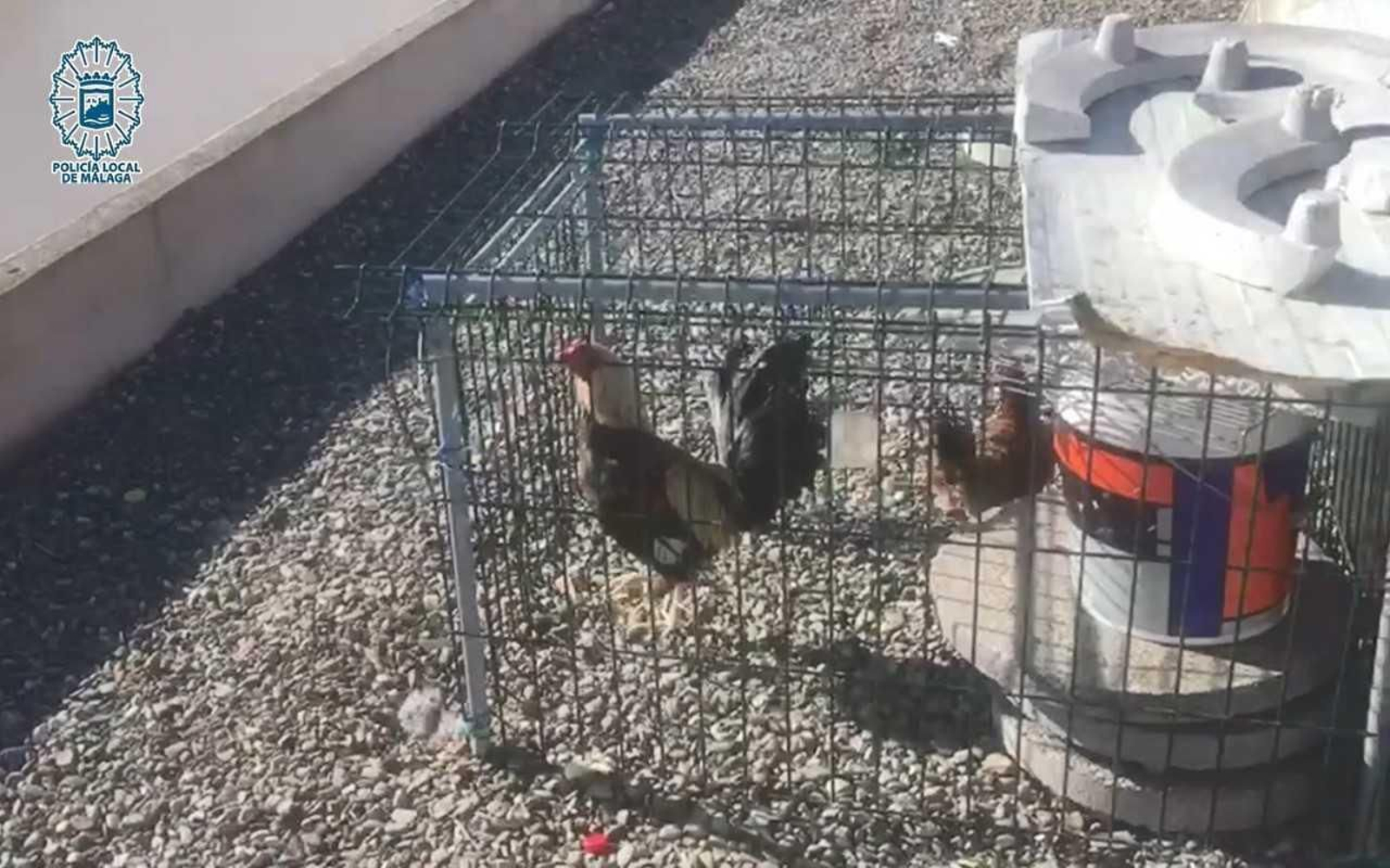 Uno de los gallos encontrados en jaulas
