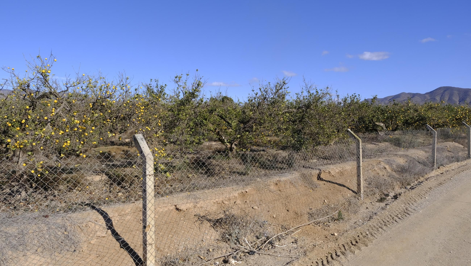 El abandono de cítricos en Huércal Overa, en imágenes