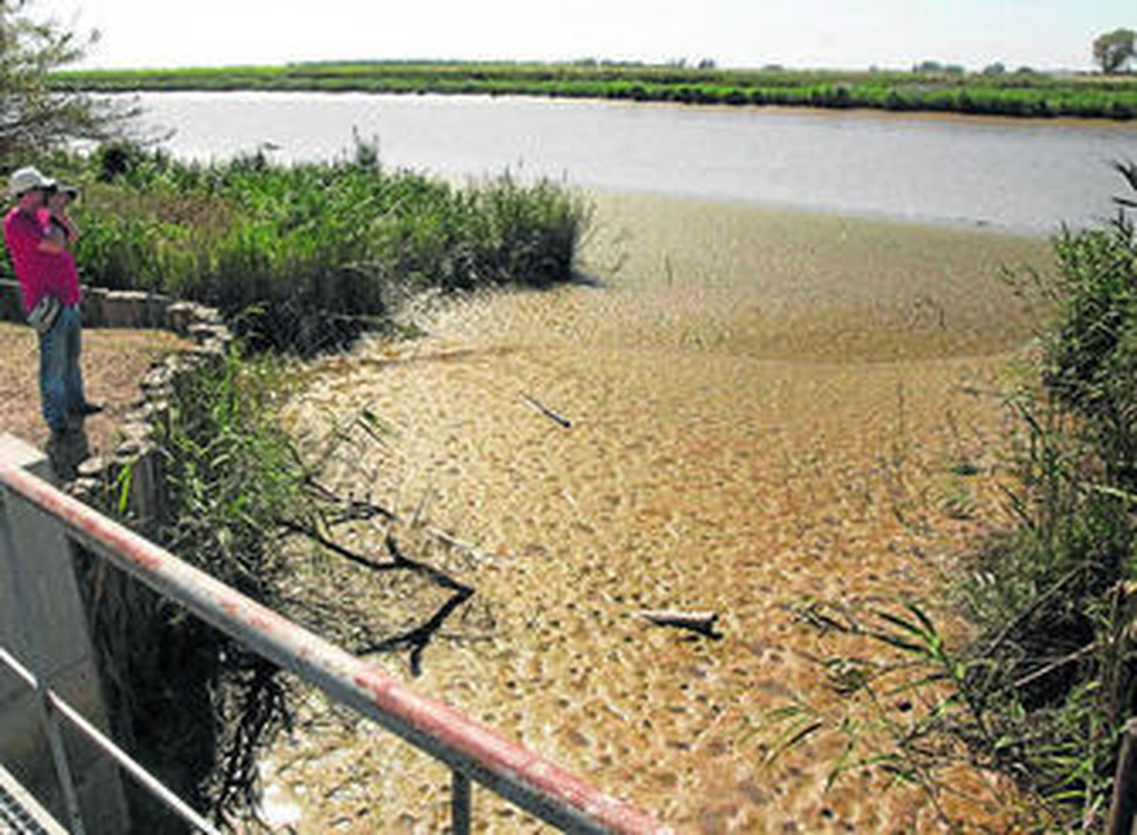 El exceso de lodos del estuario del Guadalquivir es visible a la altura de Coria del Río.
