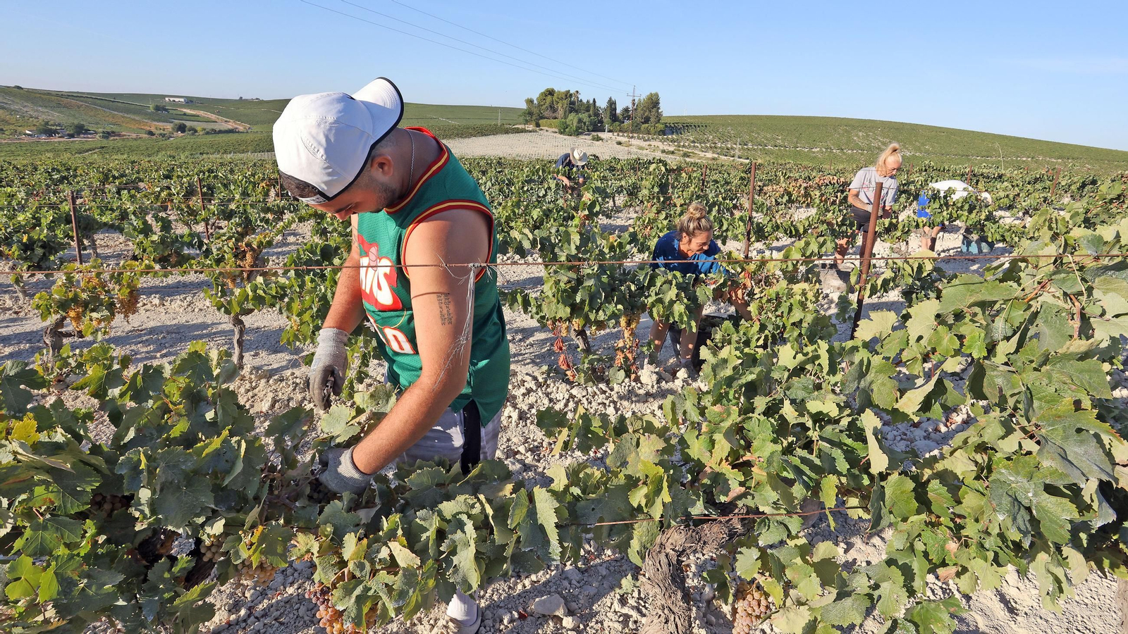Vendimia a mano en la Viña El Caribe en Jerez