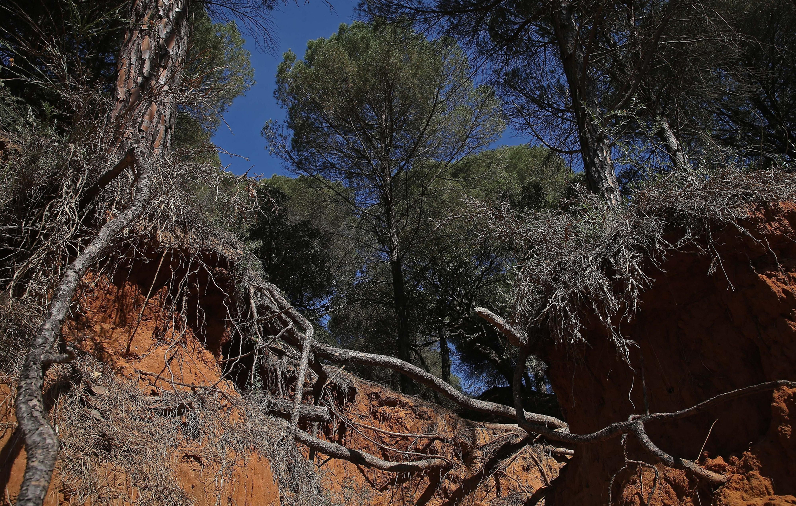 El Pinar del Rey de San Roque, en imágenes