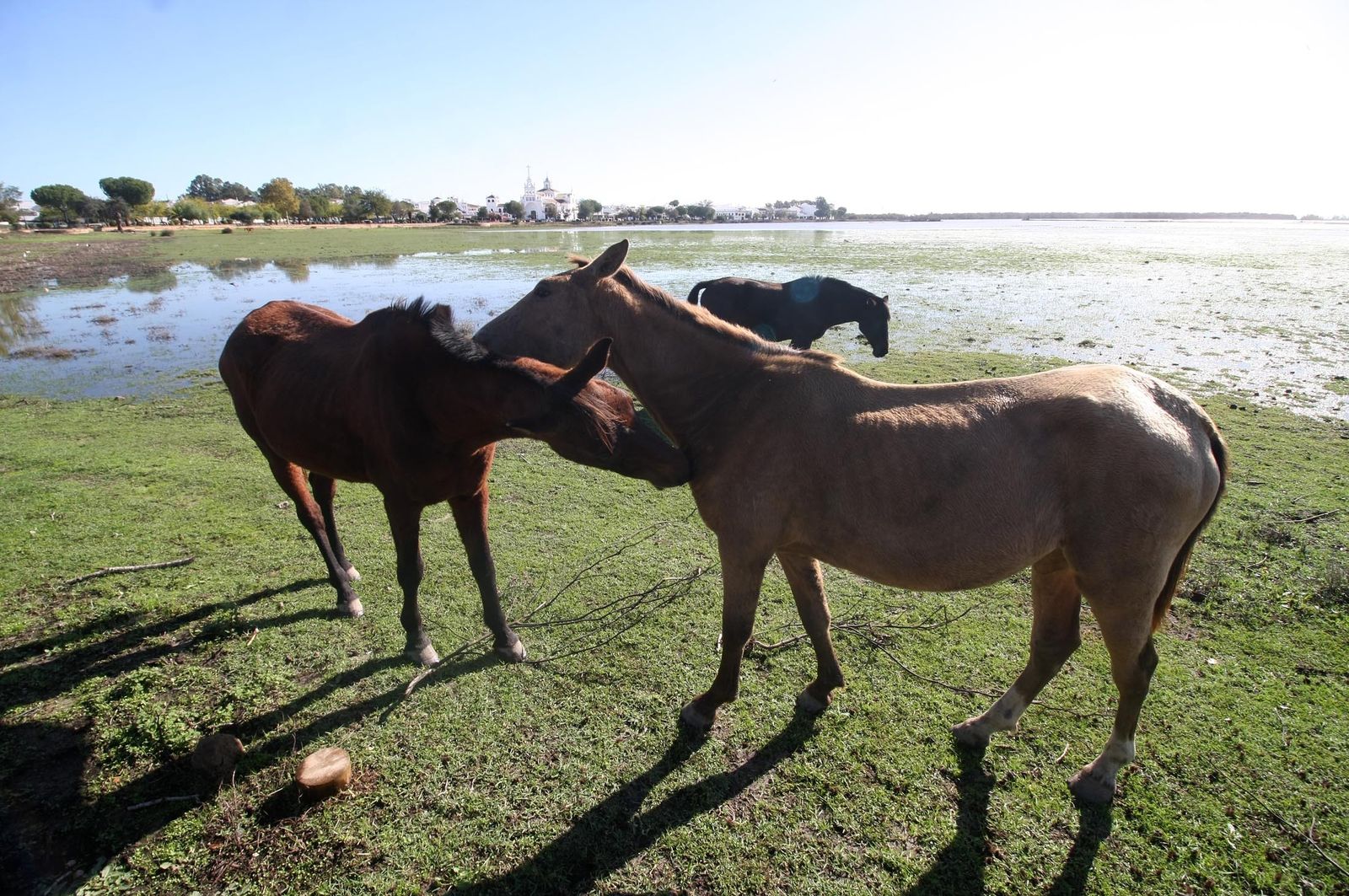 Imágenes de la marisma de El Rocío y de la laguna de El Portil tras las últimas lluvias