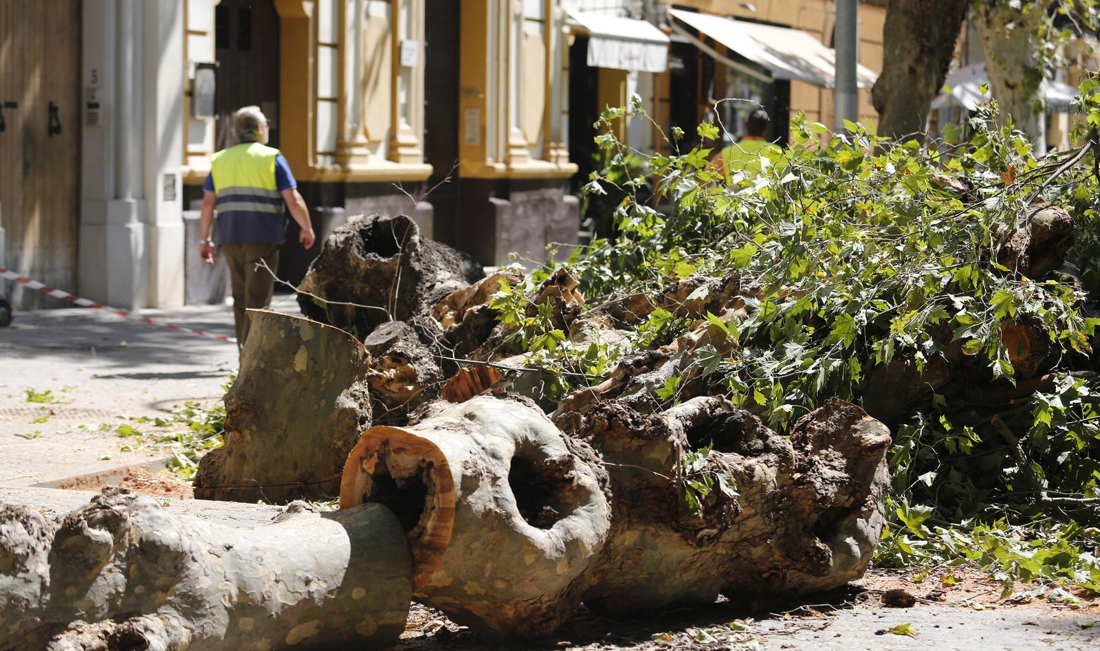El momento de la tala en la Avenida de Cádiz