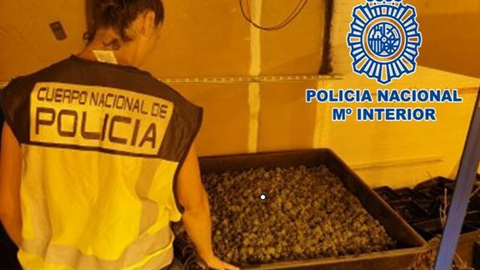 Cogollos y picadura de marihuana en Huétor Vega.