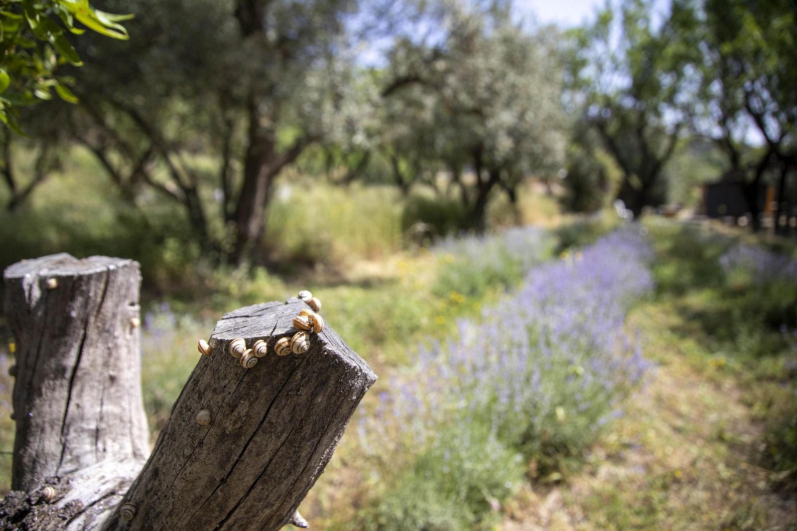El jardin de lavandas en Benecid