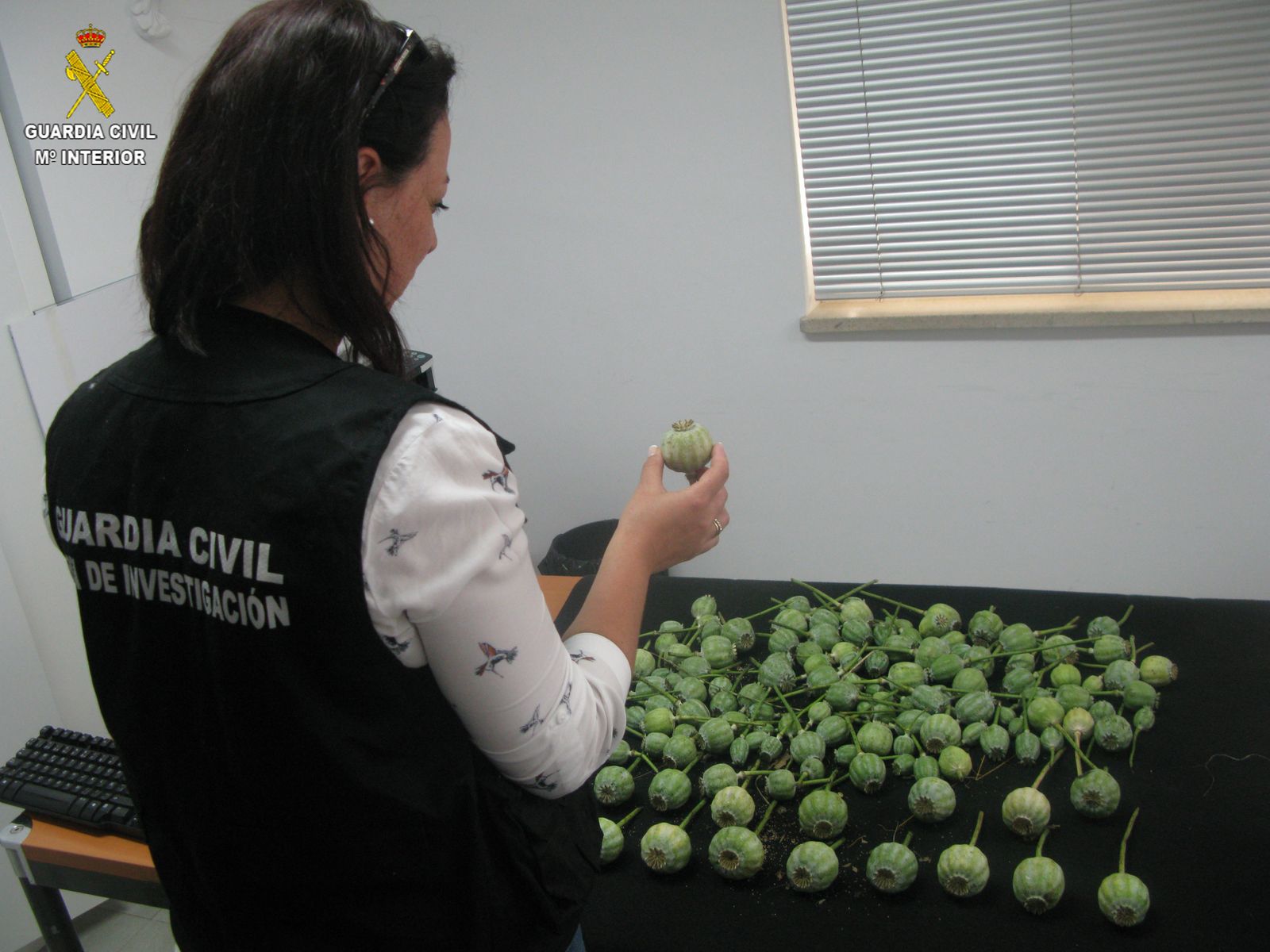 Una guardia civil muestra parte de la plantación incautada.