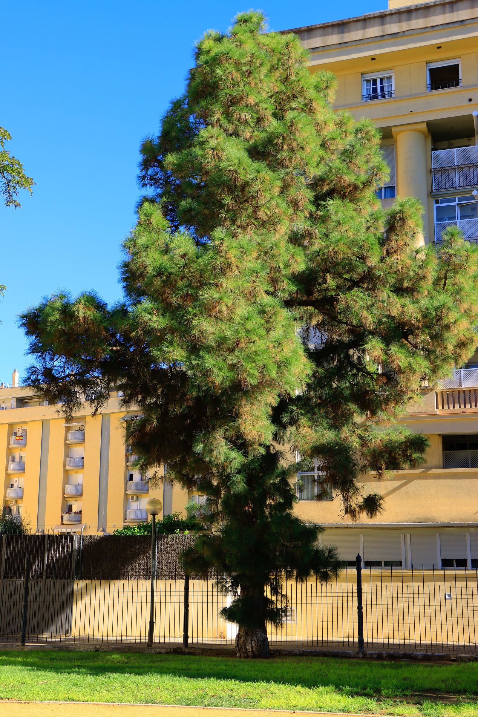 Imagen del pino canario en el parque Williams.