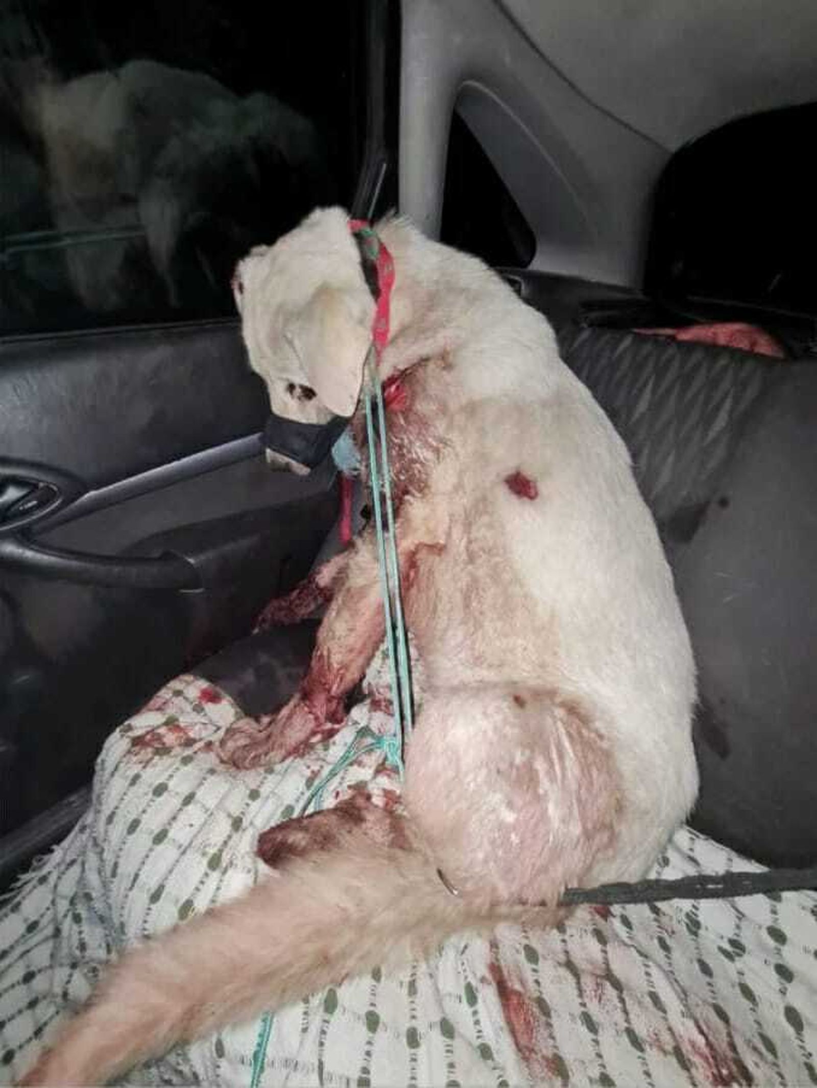 Maltrato animal en Granada: un investigado por arrastrar a su perro con el coche en Guadahortuna