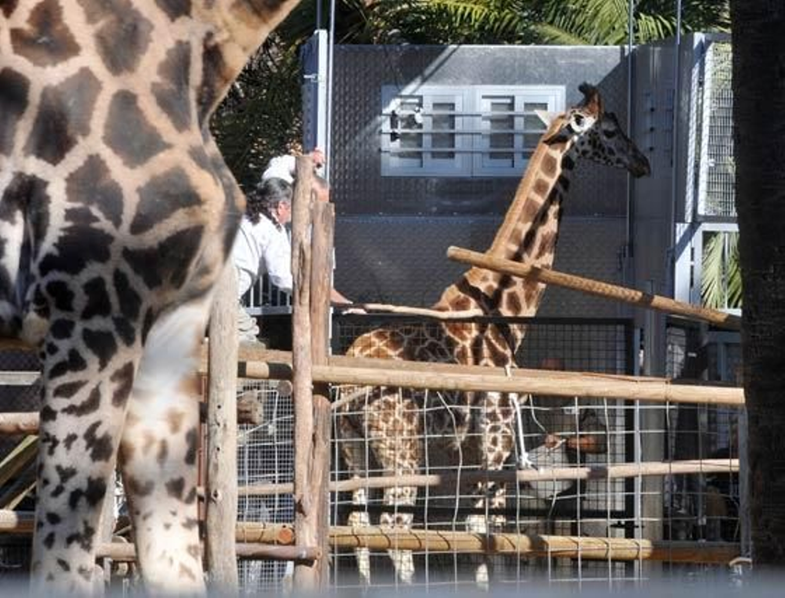 Jerezana, la jirafa de Rothschild nacida en marzo del año pasado en el Zoobotánico de Jerez ha sido trasladada al Parque Zoológico de Valencia para continuar con los trabajos de conservación de dicha especie

Foto: Manuel Aranda