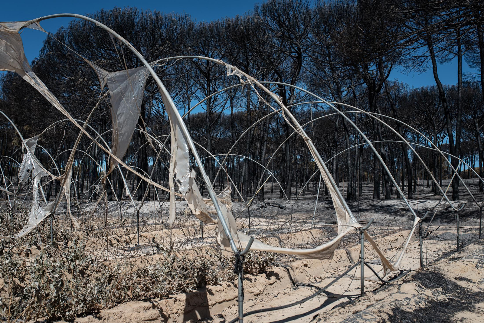 El rastro del incendio de Almonte en imágenes