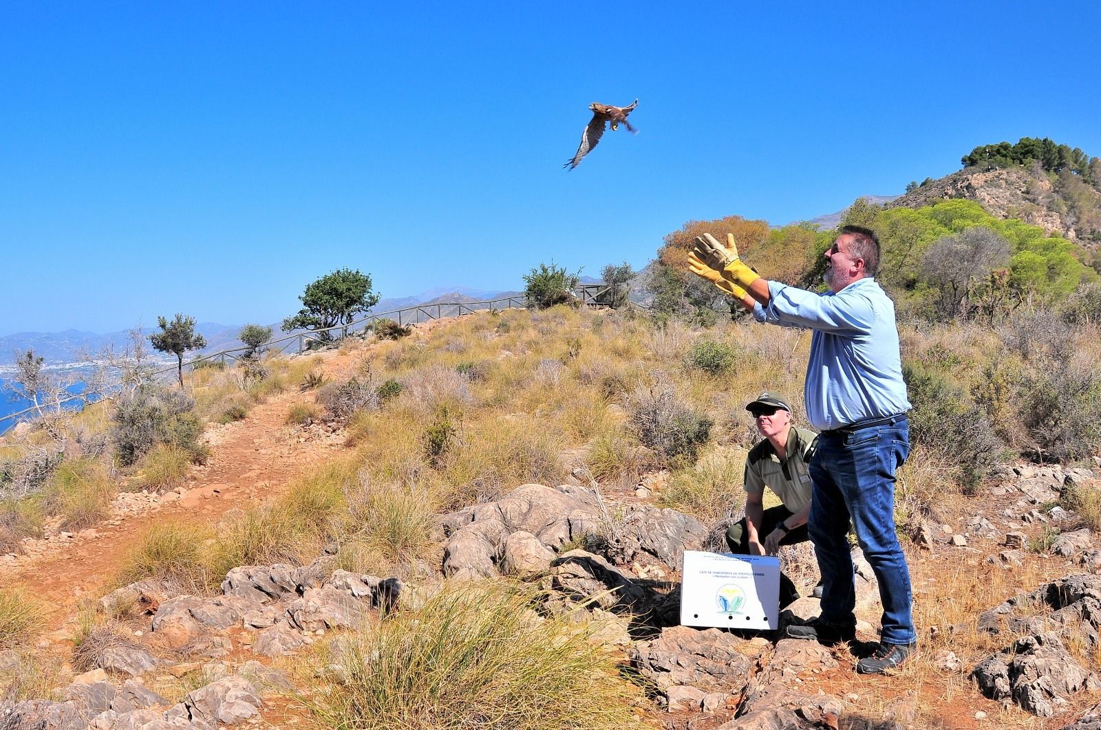 Sueltan en la Costa de Granada ocho ejemplares de aves silvestres que sufrieron la caída de sus nidos