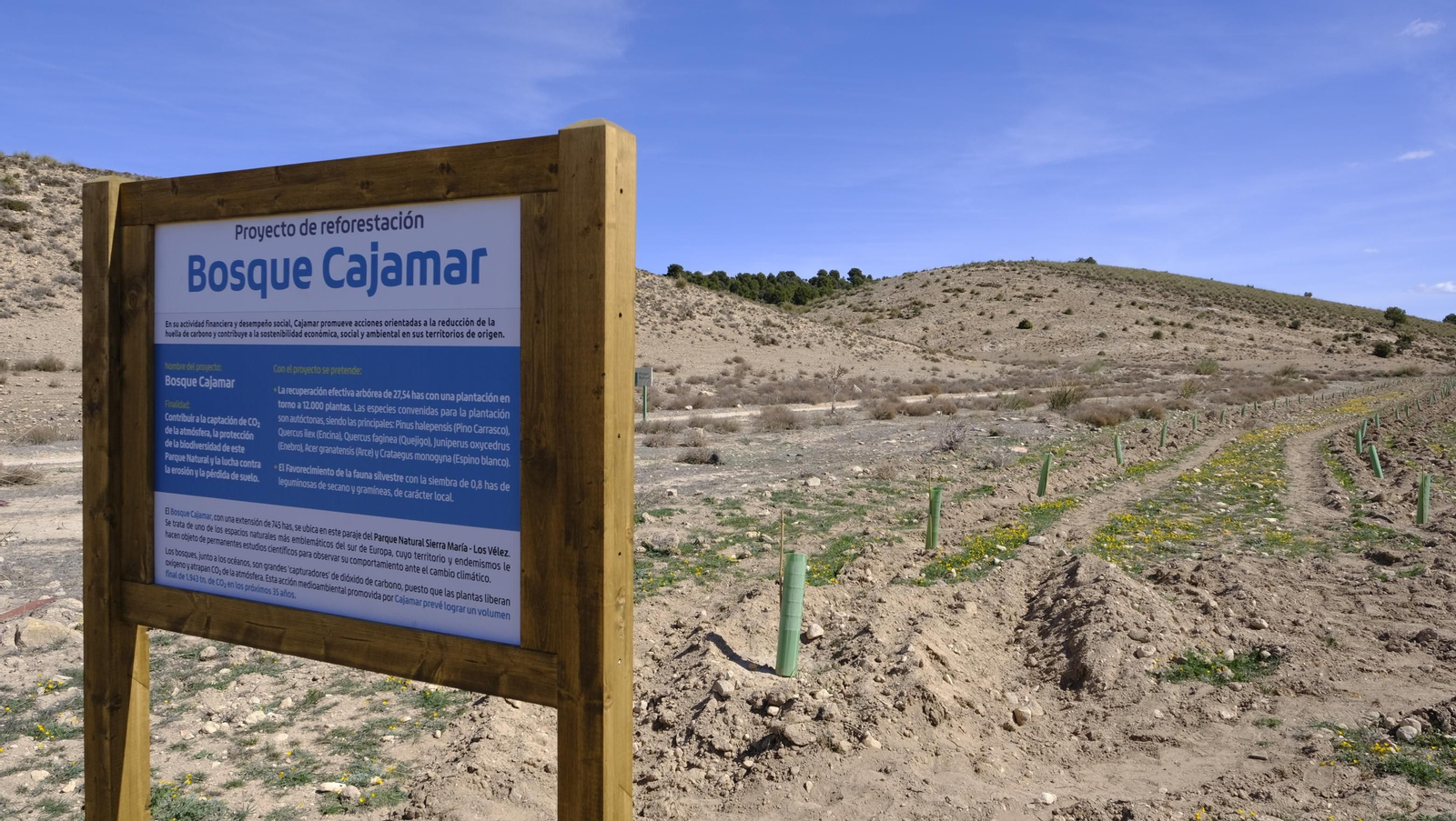 Cajamar pone 'la primera planta' para la reforestación de Sierra María-Los Vélez