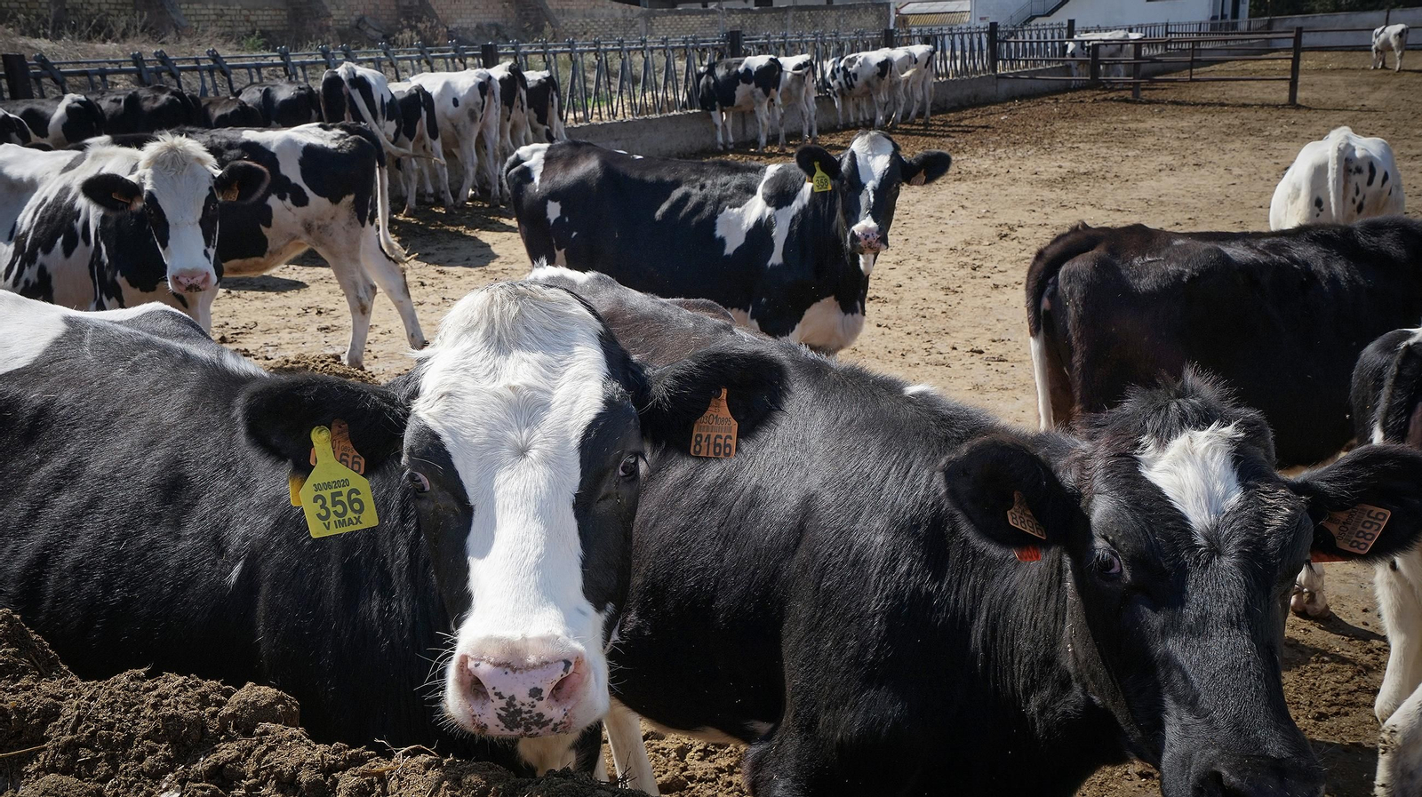 Pilar Arteaga Esteban , veterinaria y ganadera