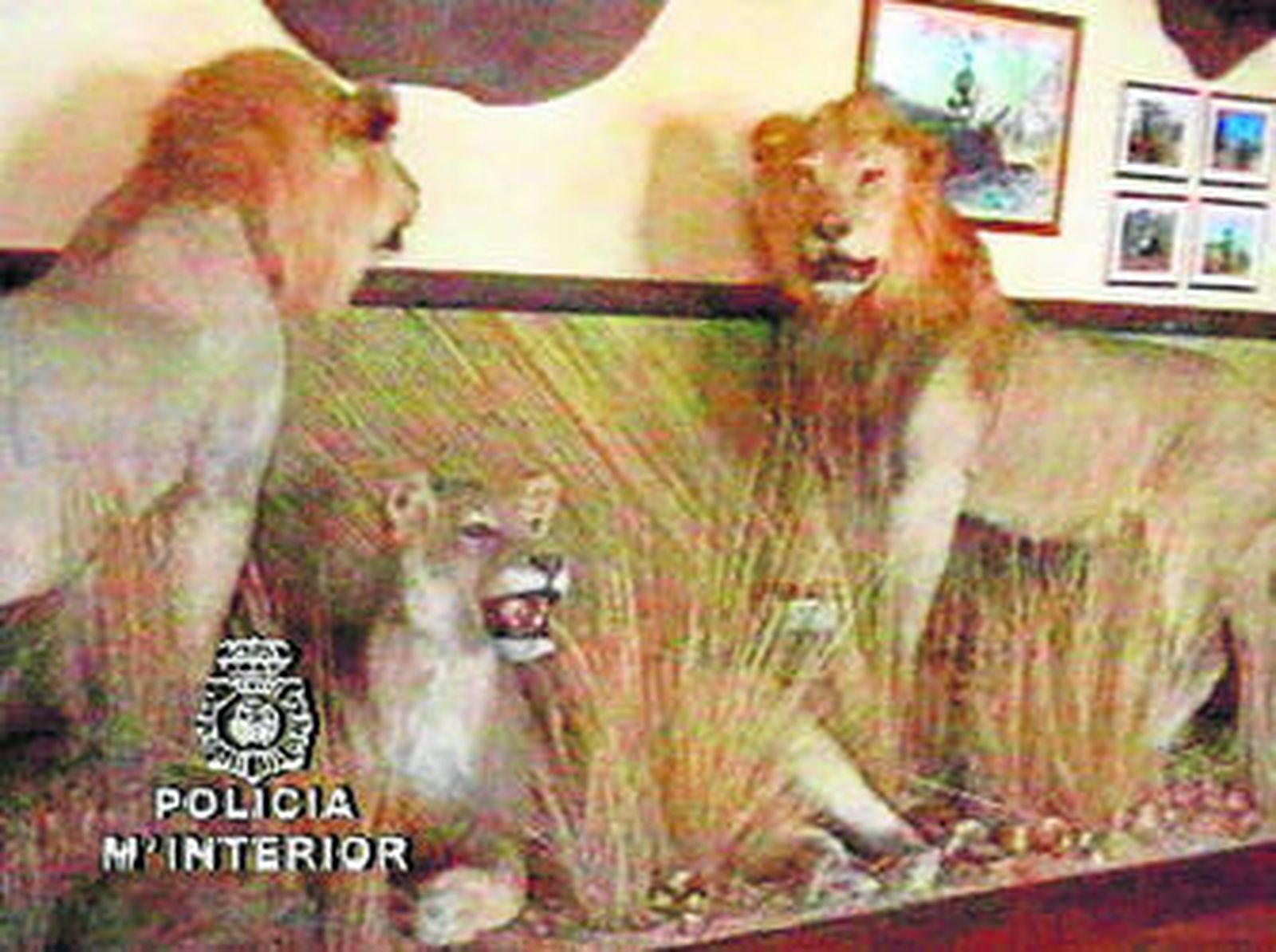 Leones disecados en una vivienda de Juan Antonio Roca.