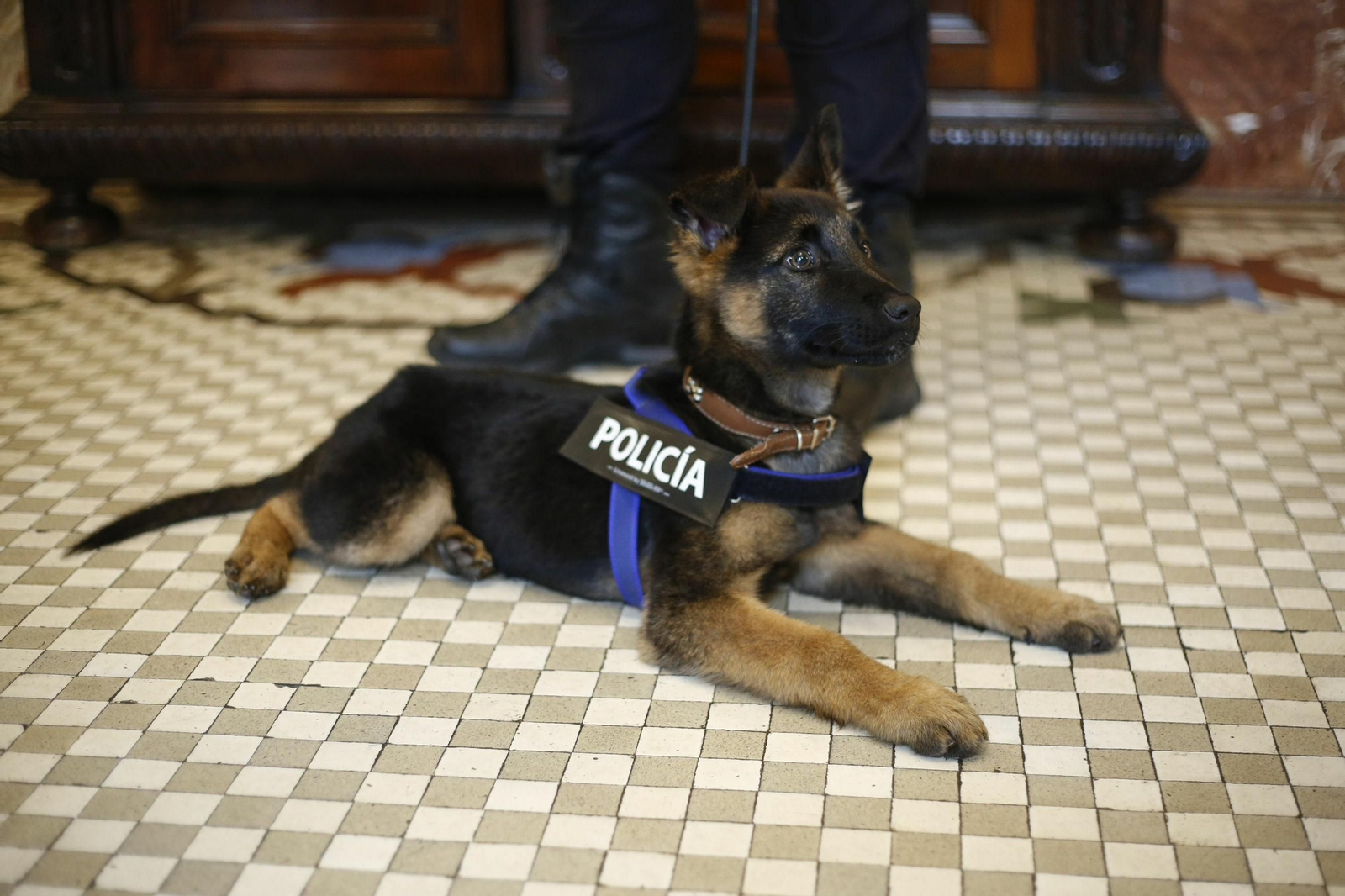 Final feliz para el  agente peludete Stan Lee: será cedido a su anterior guía