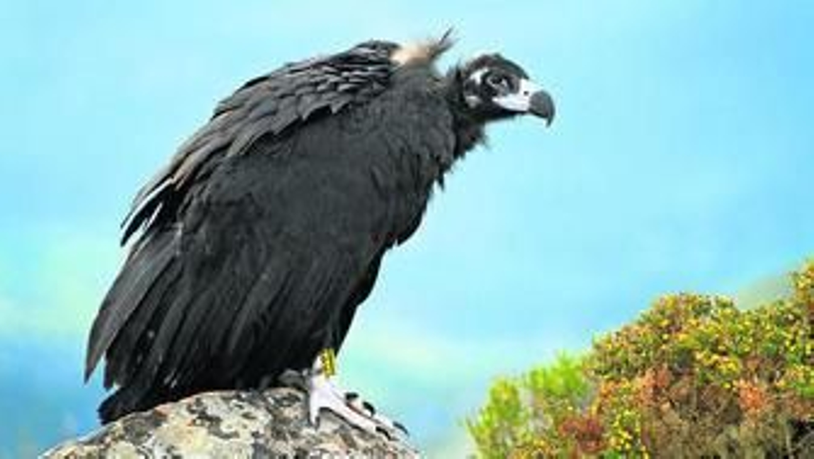 Un ejemplar de buitre negro.