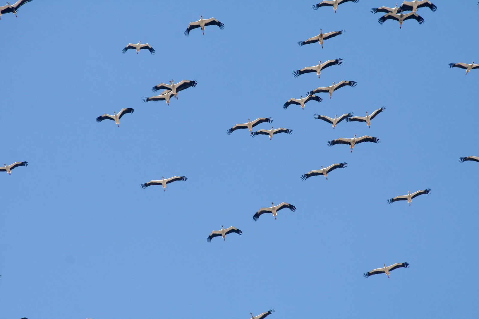 Una bandada de cigüeñas  vuela por el cielo de Tarifa