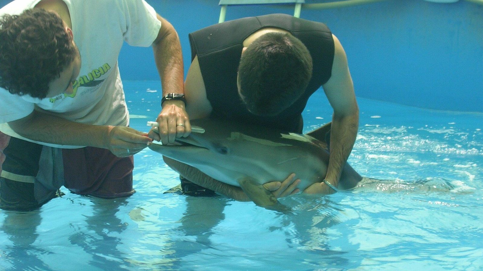 Un delfín en el Centro de Recuperación de Especies Marinas Amenazadas.