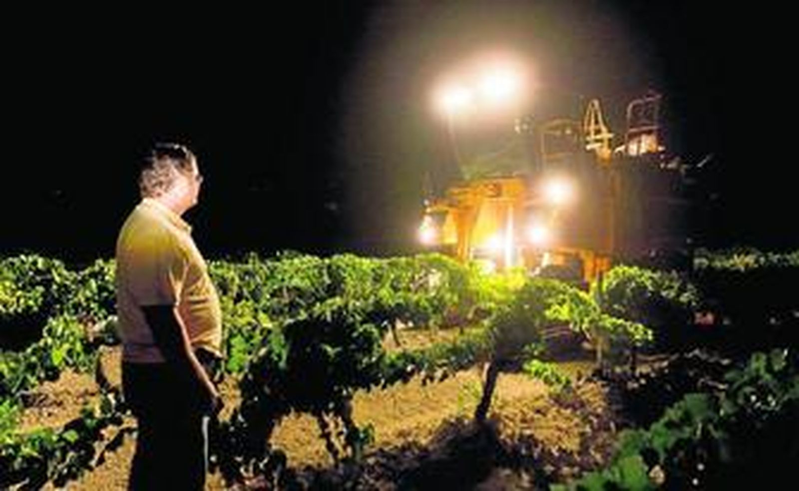 La cosechadora ilumina la 'Viña Romano' de González Byass mientras Manuel Román observa la faena.