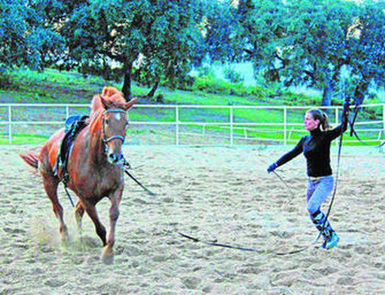 Ejercicios de doma de un caballo esta semana en las instalaciones rondeñas.