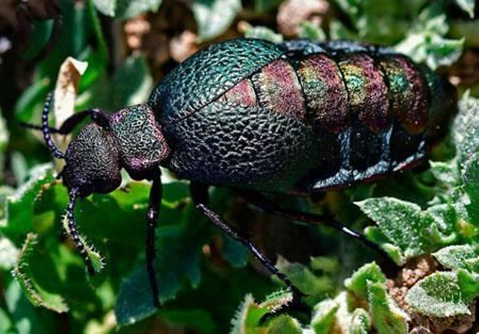 La nueva especie descubierta