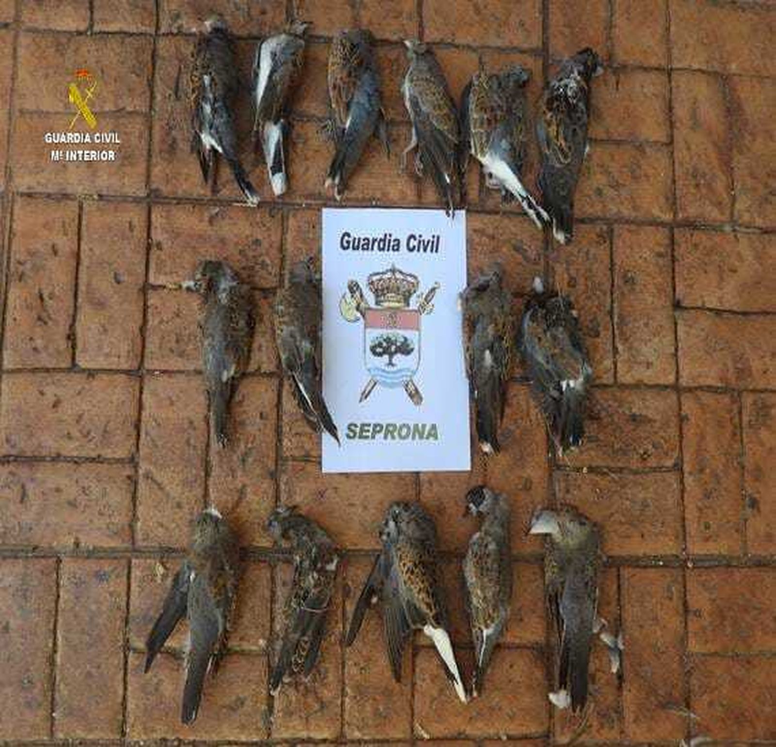 El Seprona sorprende a siete personas cazando tórtolas en la Sierra Norte de Sevilla