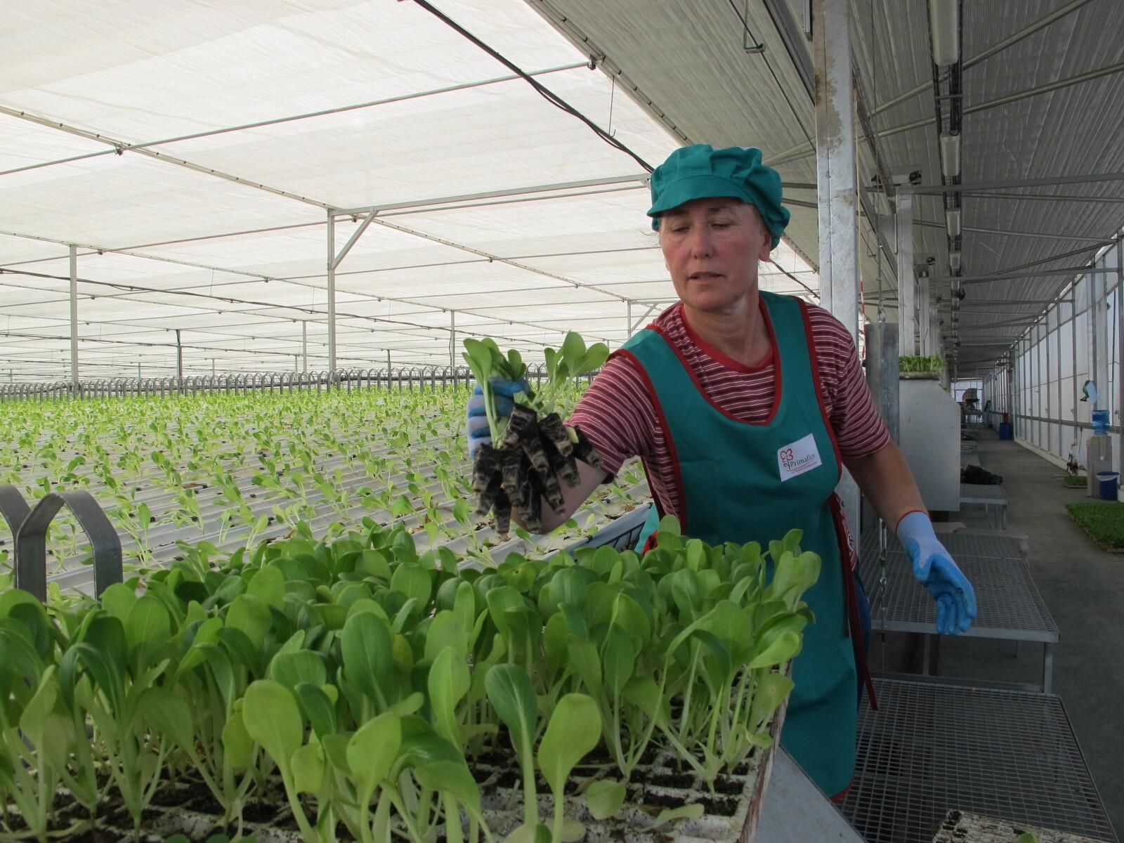 Primaflor lleva meses registrando grandes novedades.