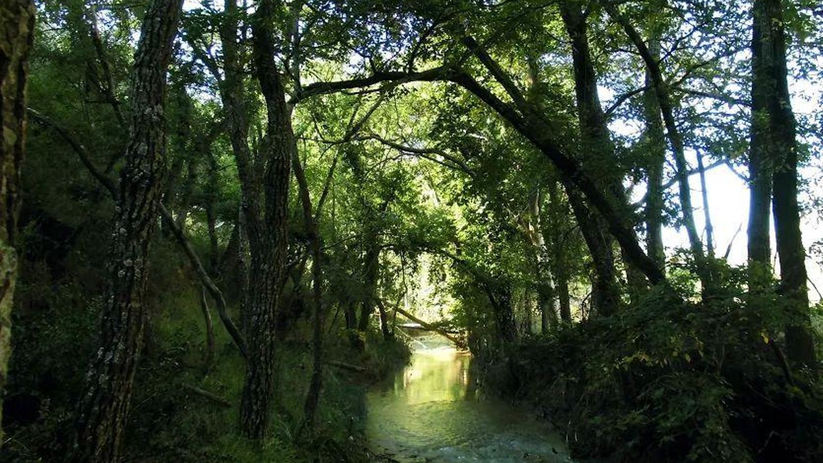 Bosque de ribera del arroyo Marín.