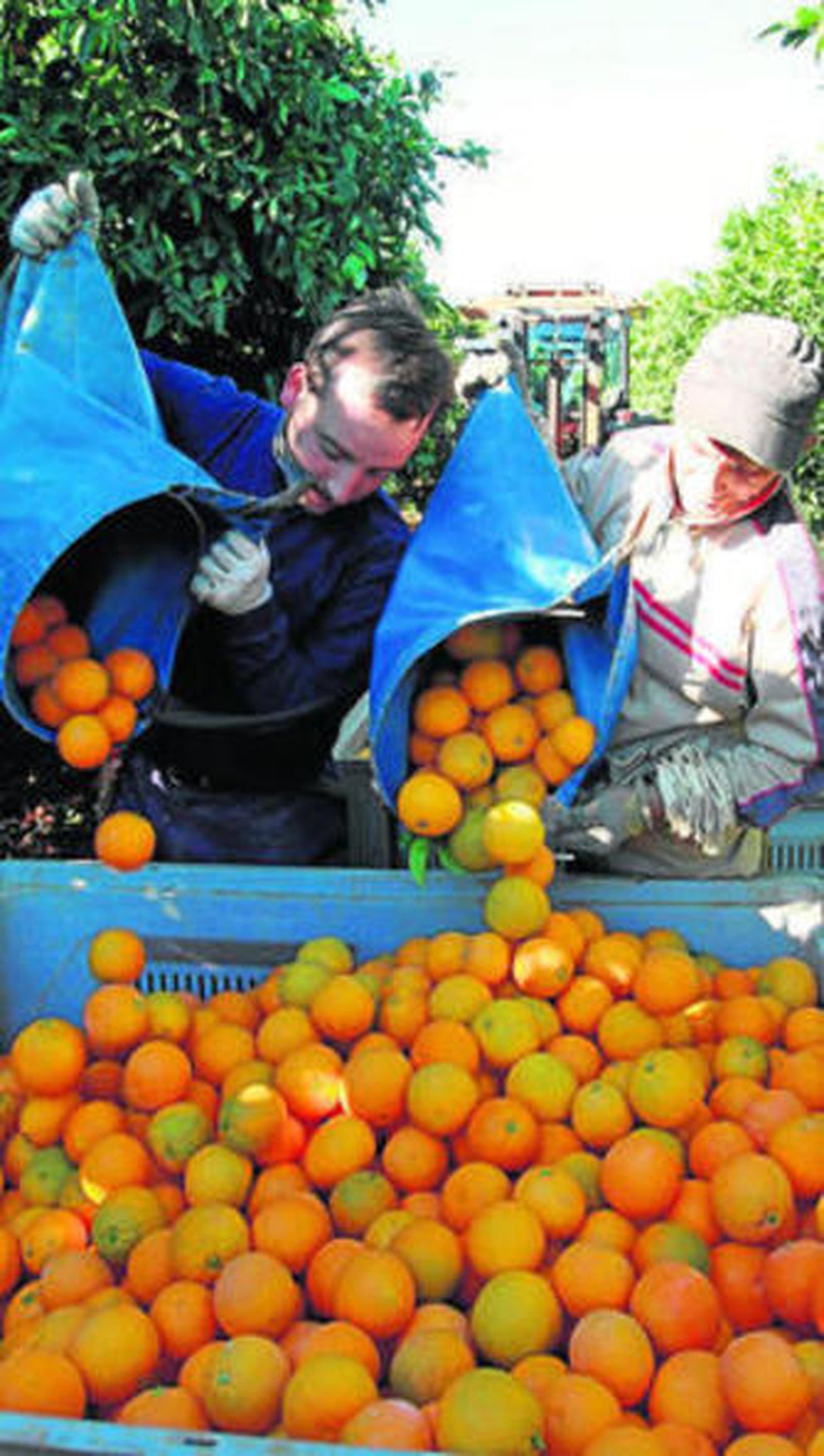 Recogida de la naranja en una finca de Palma del Río.