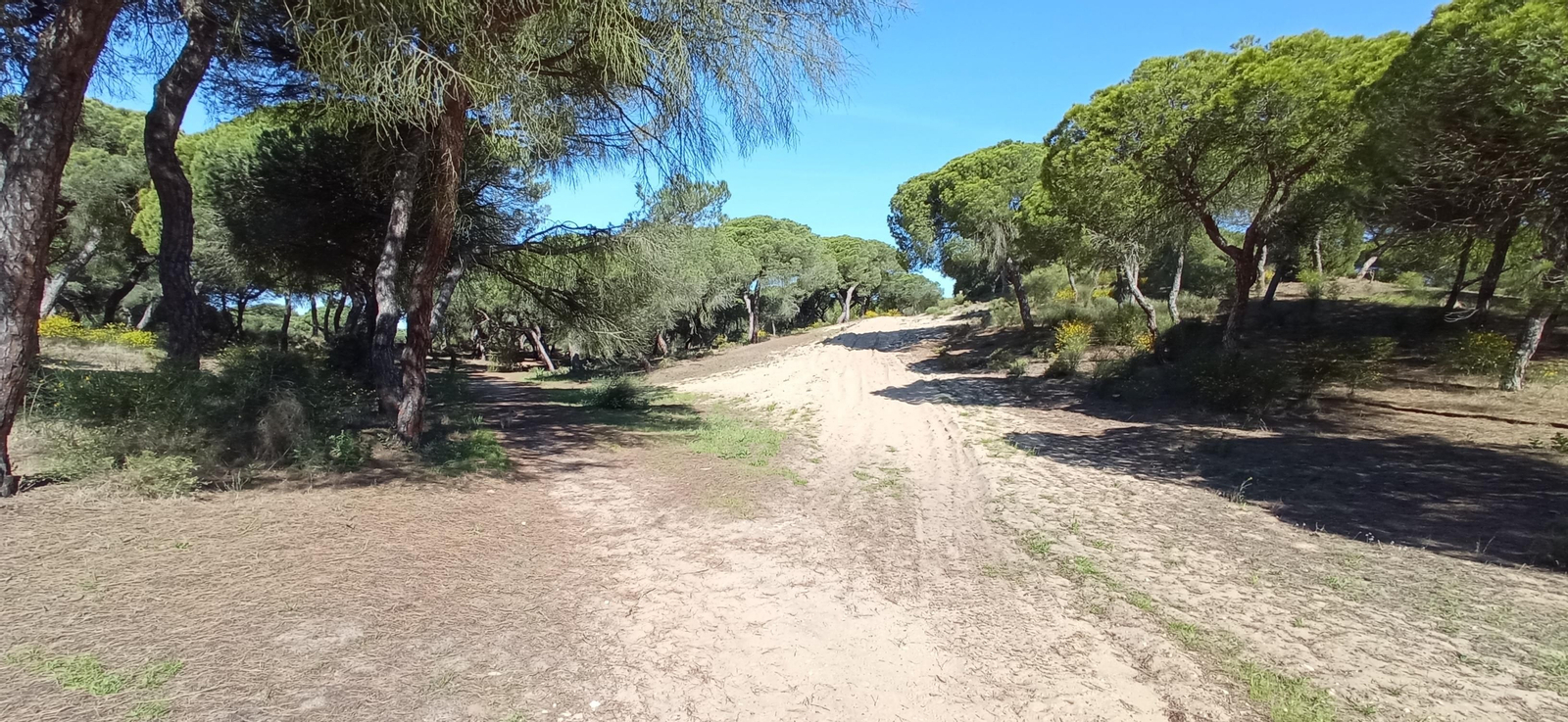 Las imágenes de la ruta de las salinas del Astur y los pinares de Punta Umbría