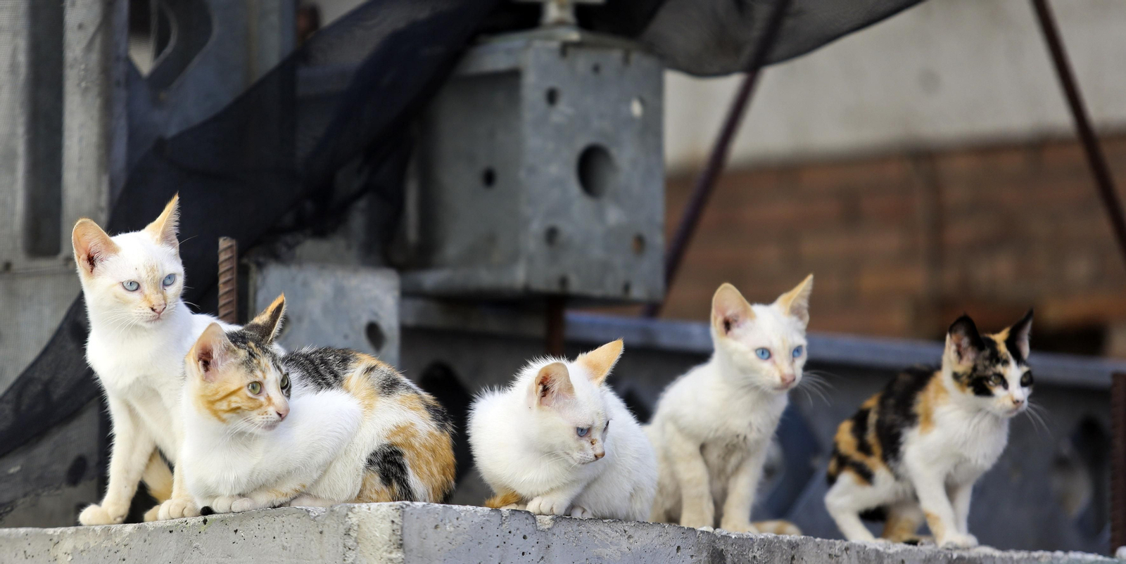 Un grupo de gatos callejeros. Un grupo de gatos callejeros.