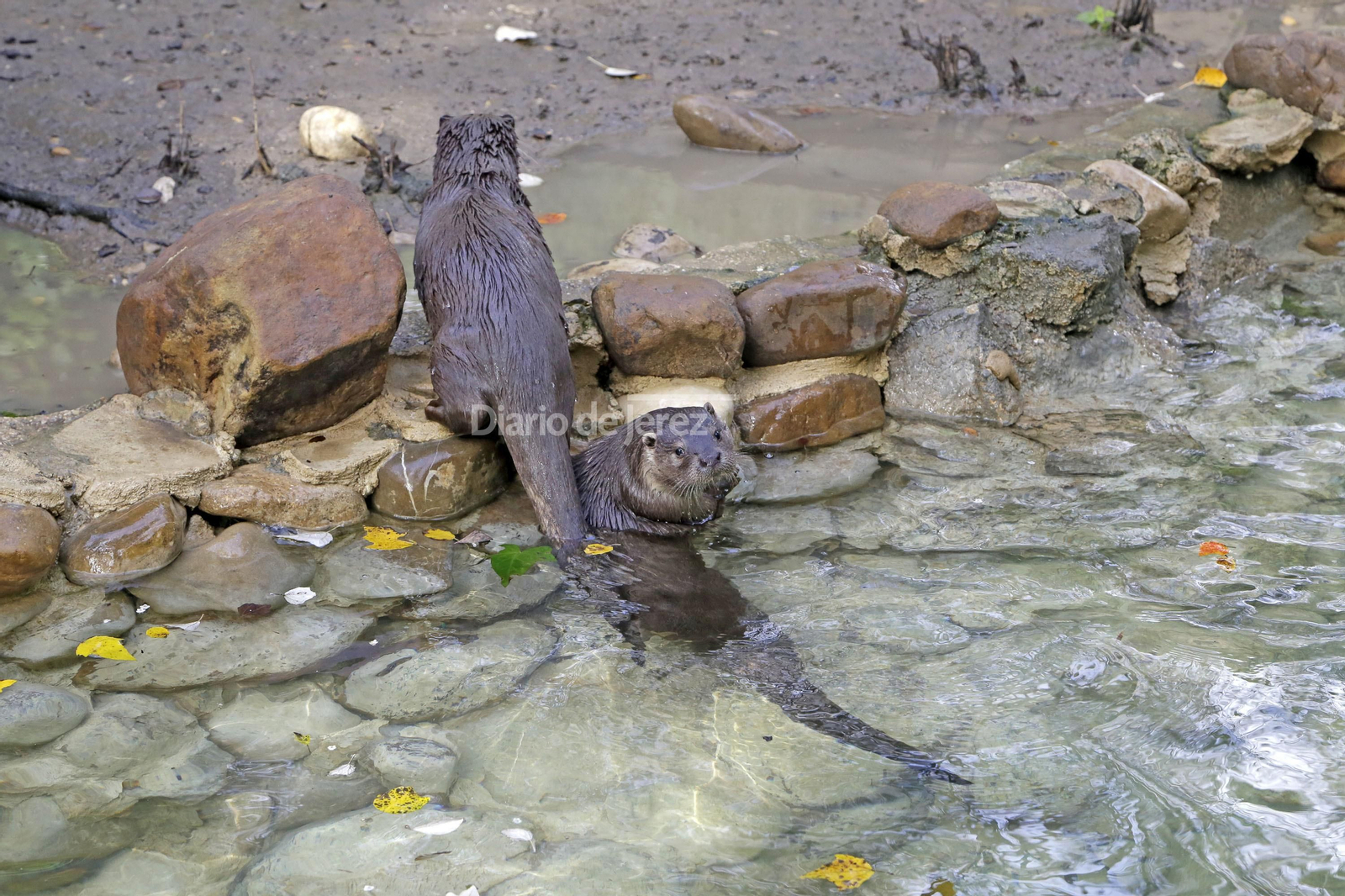 Reportaje de las Nutrias en el Zoo de Jerez