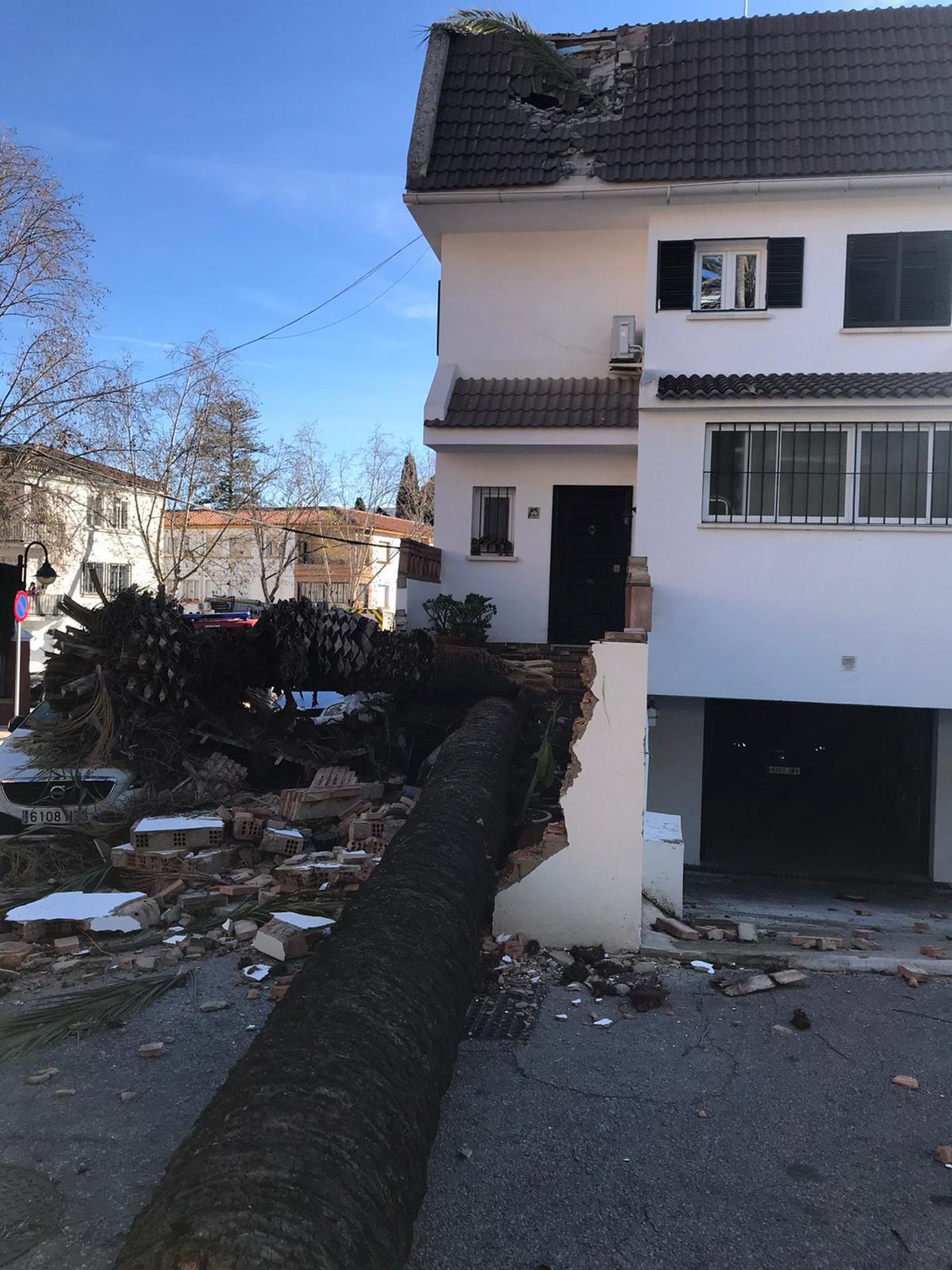 Una palmera caída este sábado en una casa de El Limonar.