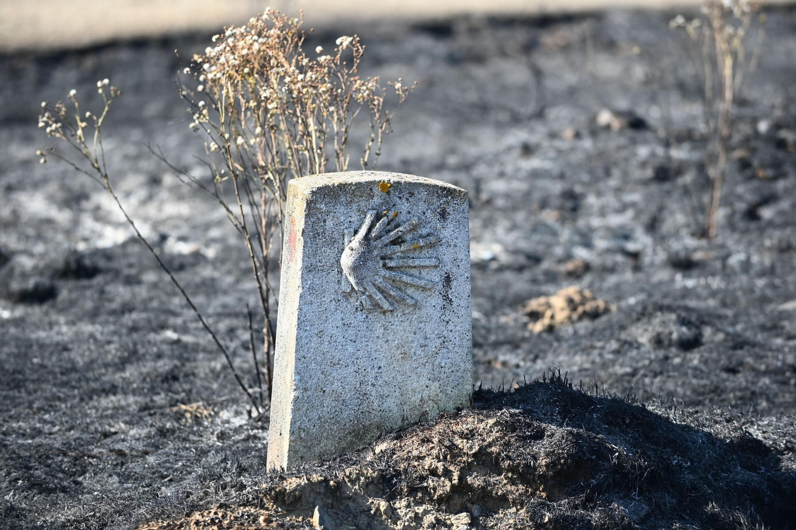 Un mojón del Camino de Santiago en una zona quemada por un incendio.
