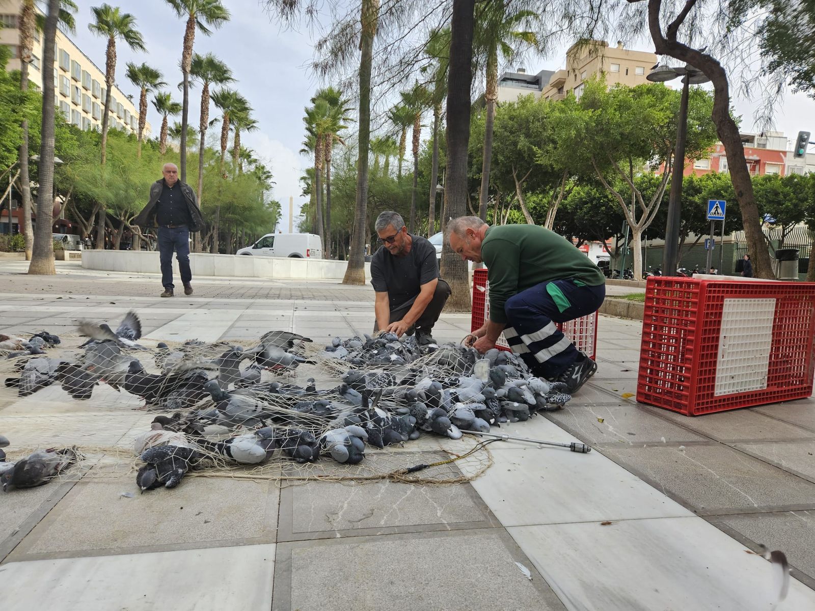 Captura de palomas con cañones de aire y redes en la Rambla de Almería.
