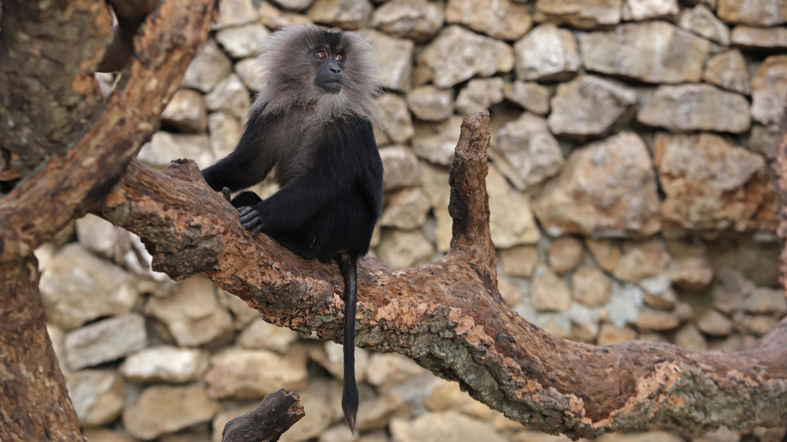Fotos de los macacos de cola de león del zoo de Castellar