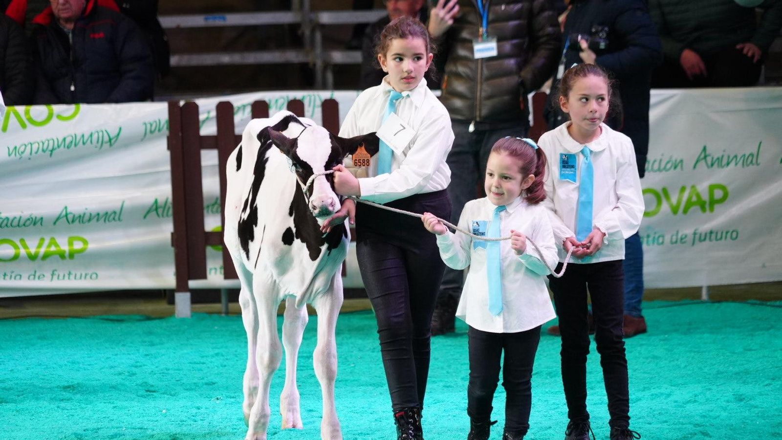 Concurso para premiar a la Gran Campeona de Novillas.