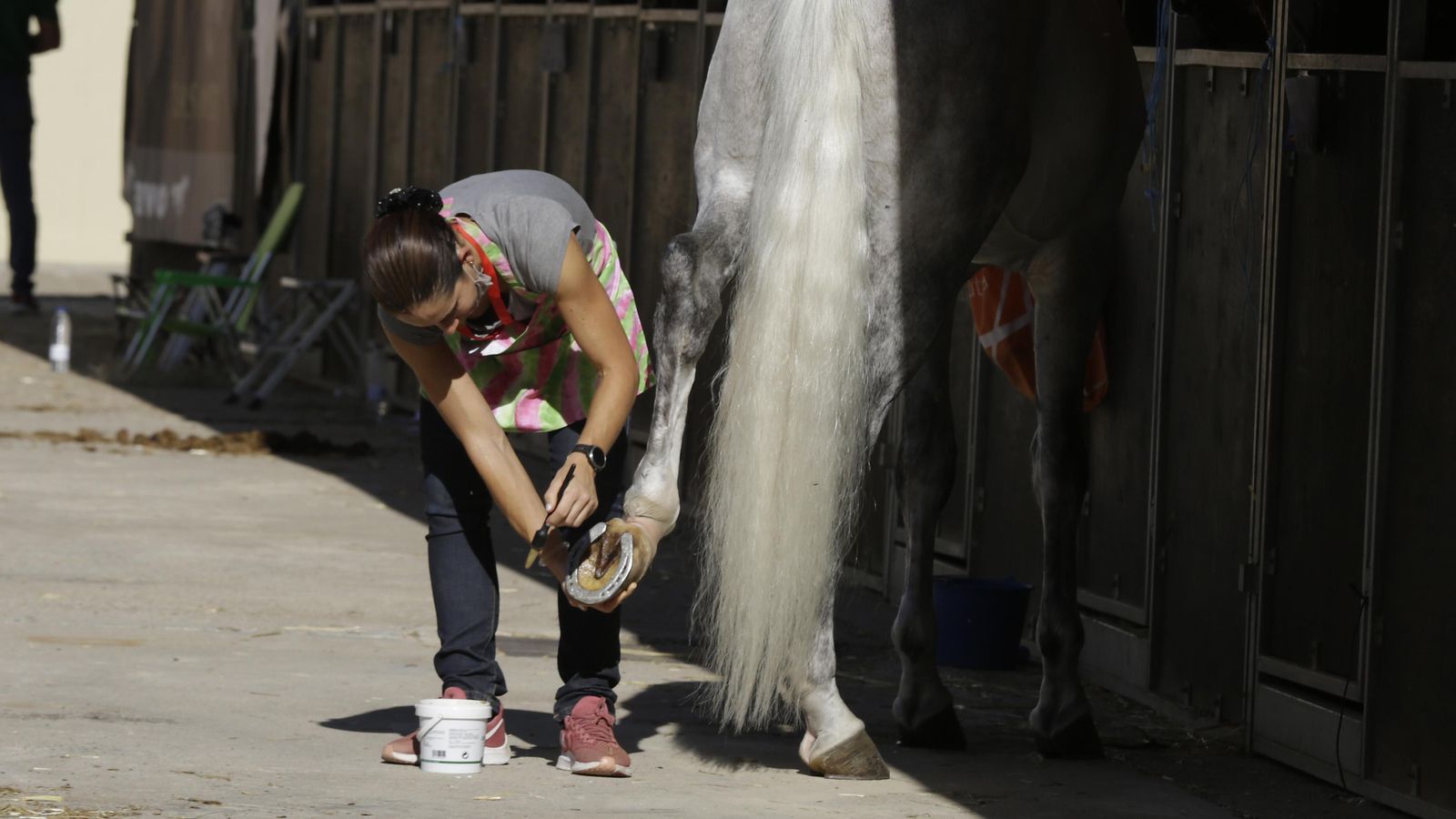 Una trabajadora de una yeguada pone a punto el caballo para la competición.