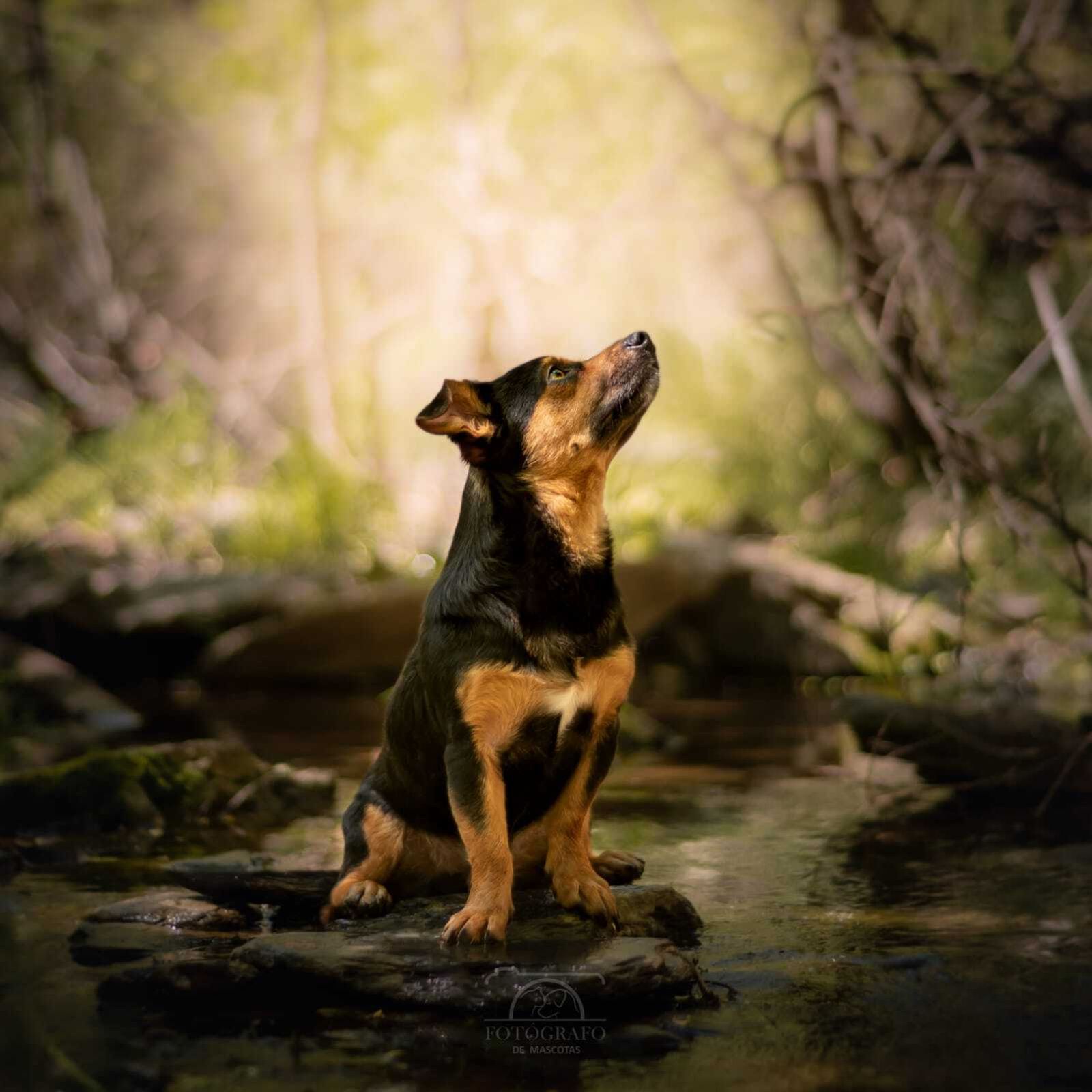 Álbum de las mascotas fotografiadas por 'El fotógrafo de mascotas'