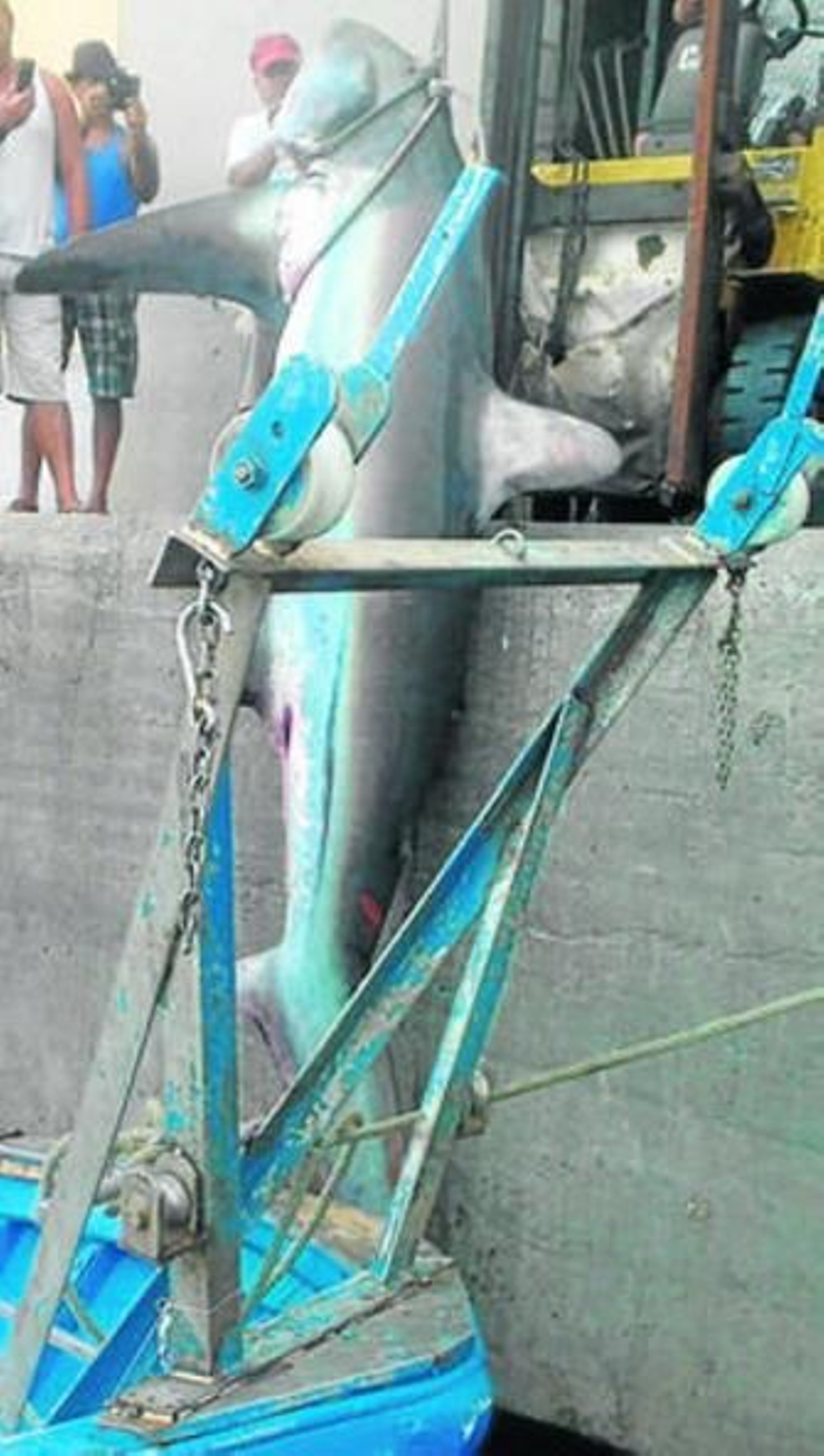 El tiburón zorro fue fotografiado a su llegada al puerto por muchos vecinos.