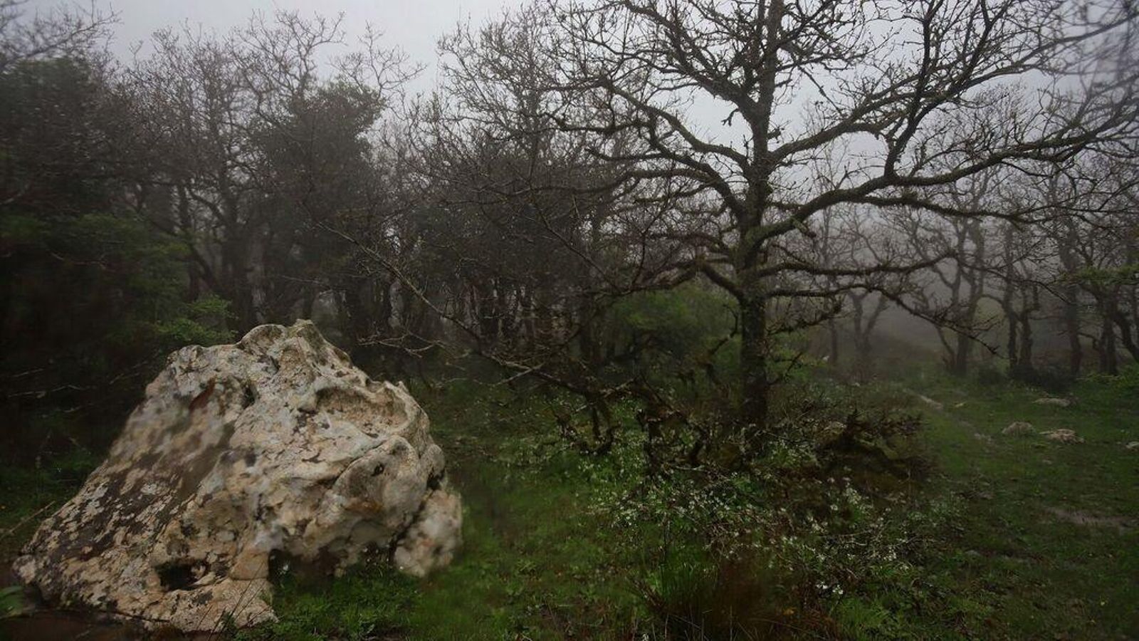Bosque de Niebla.