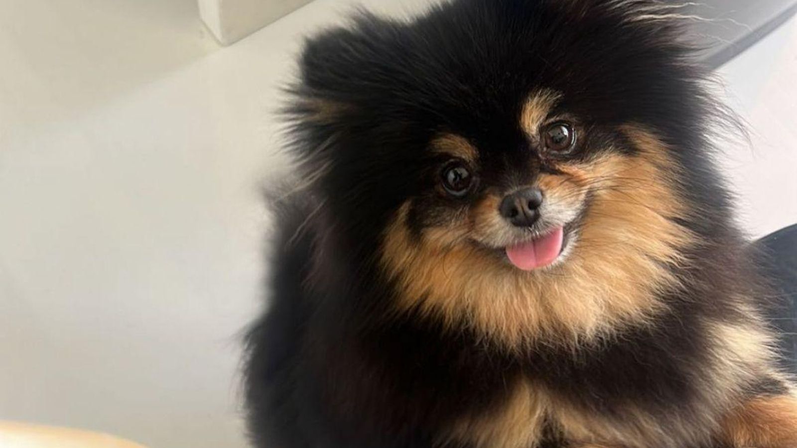 Fibi, la nueva incorporación