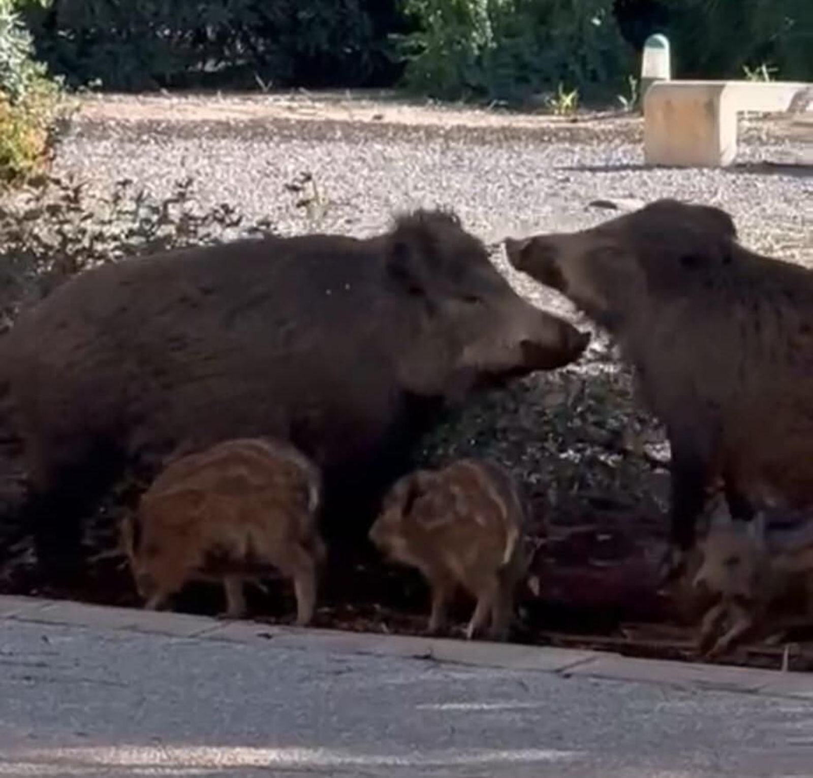 Jabalíes en la Universidad de Almería