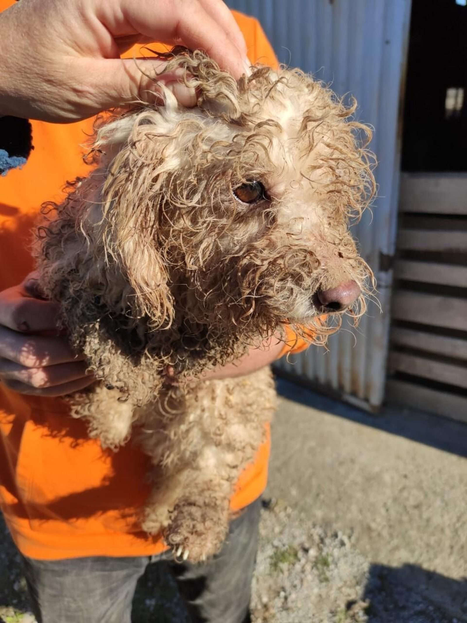 Uno de los perros rescatados.