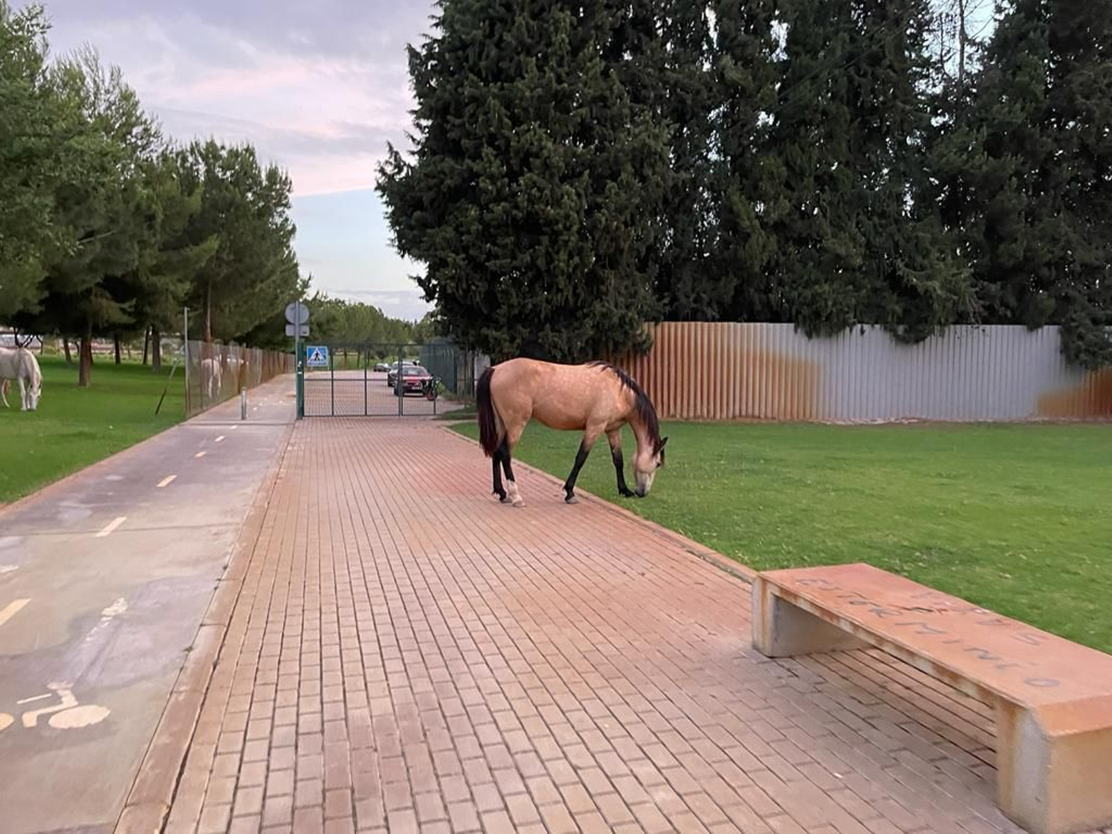 Caballos sueltos en el parque Vega de Triana de Sevilla