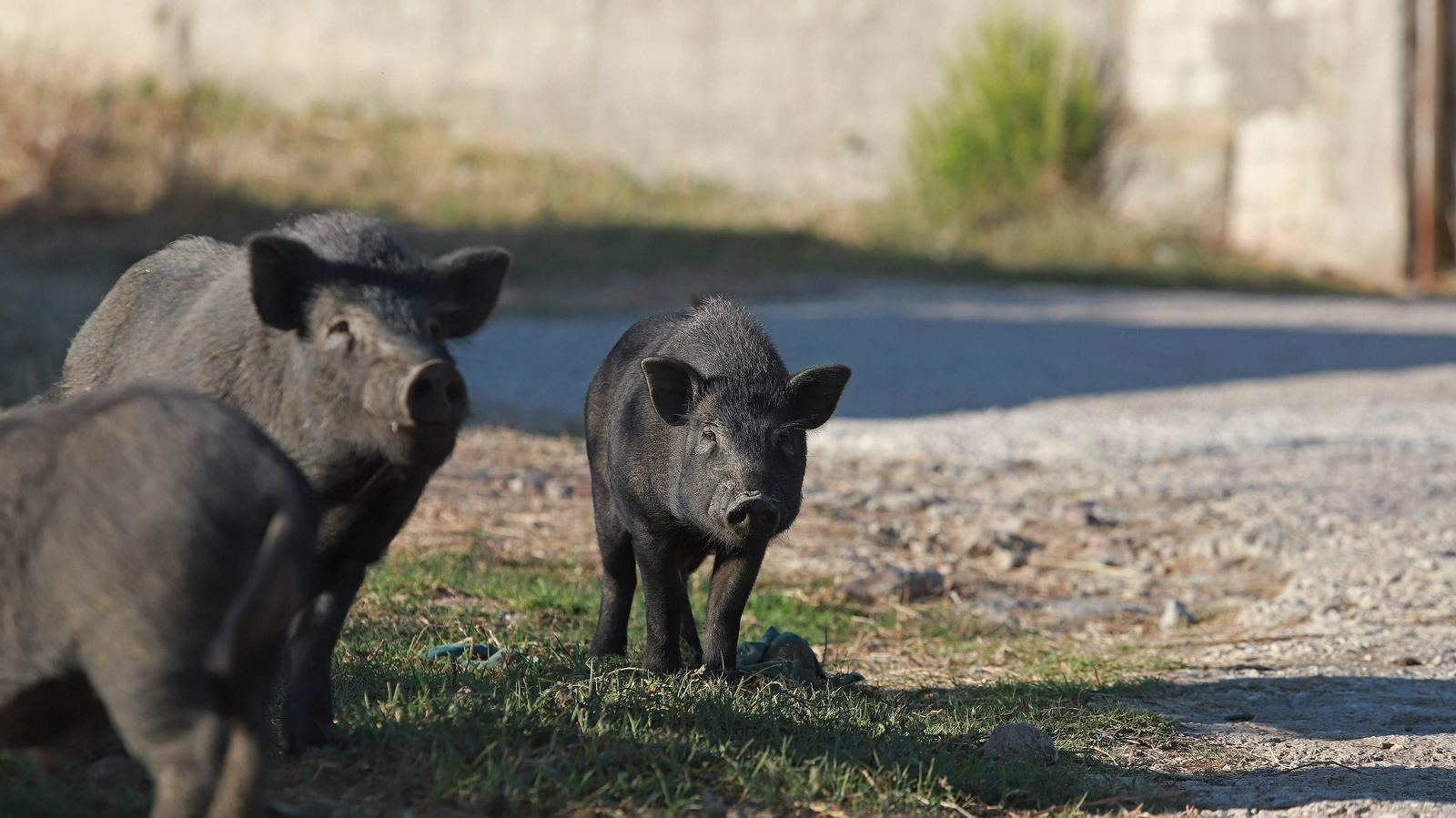 Cerdos vietnamitas en la barriada de Los Pastores