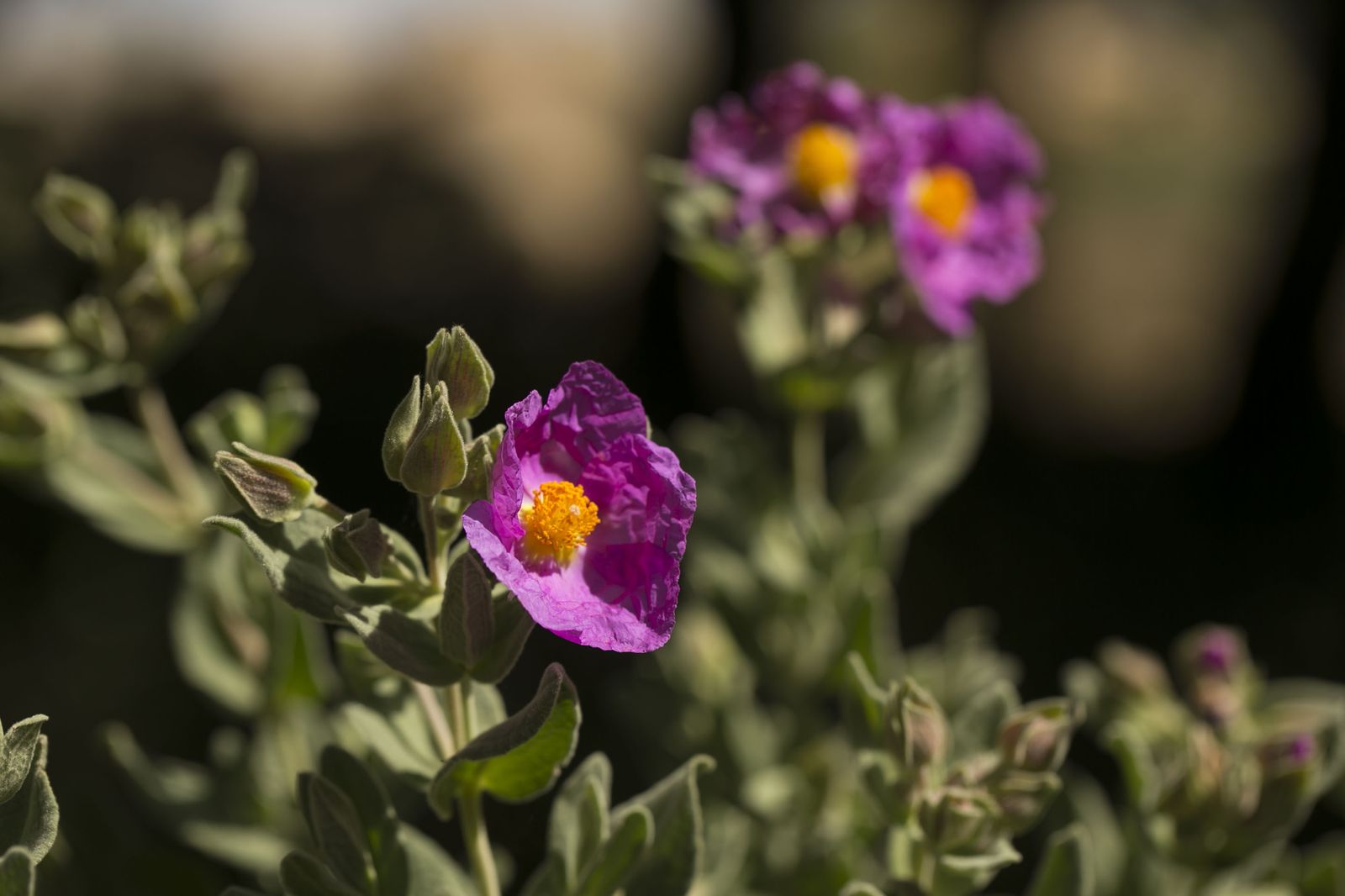 La primavera deja ver su paleta de color