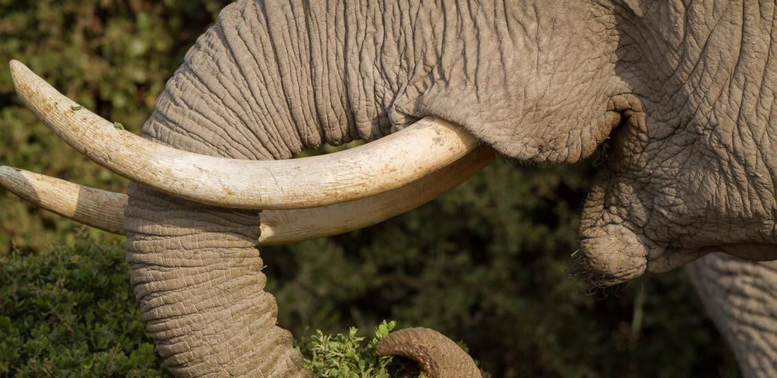 Un elefante africano